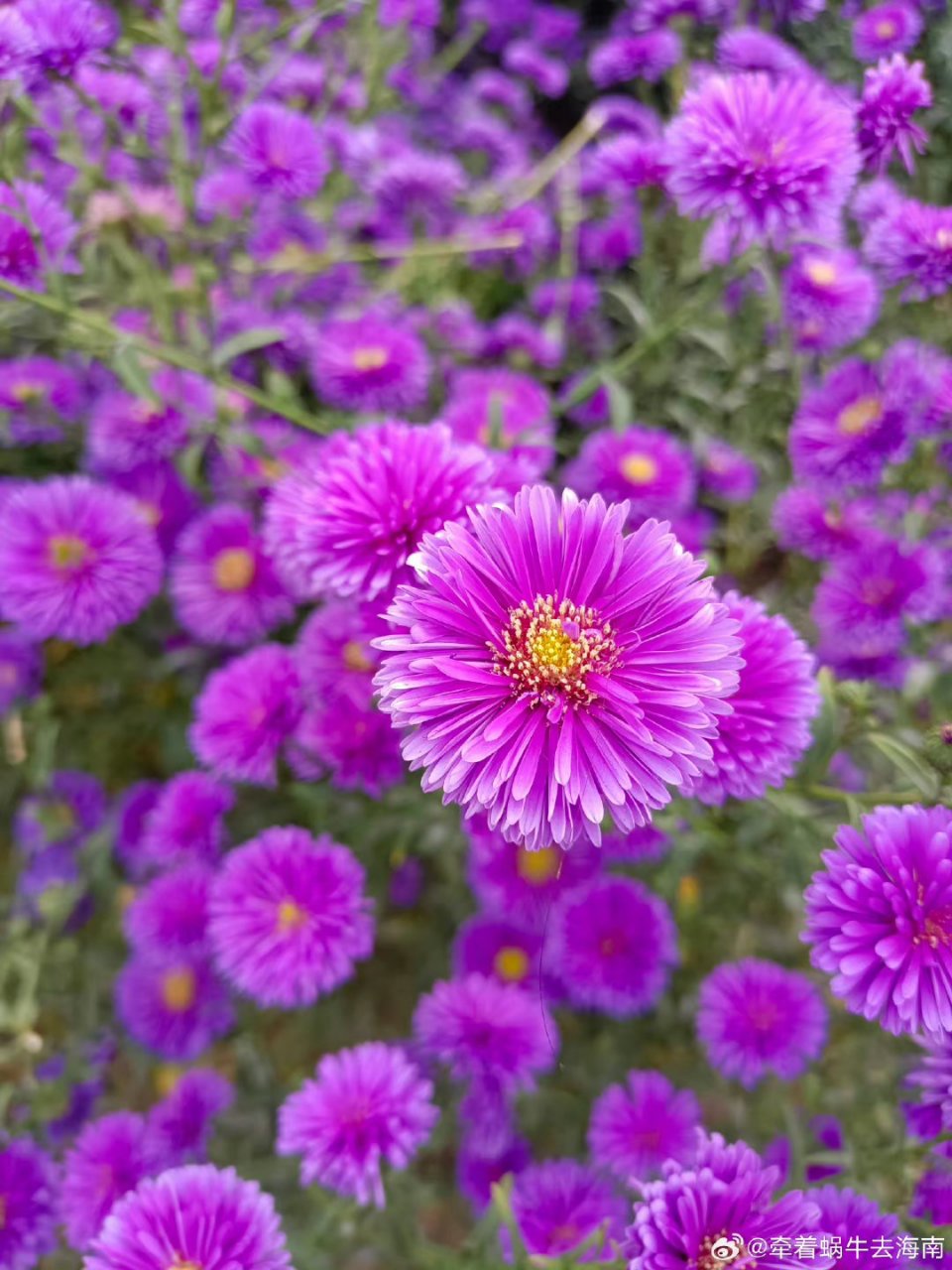 寻找紫菊花图片