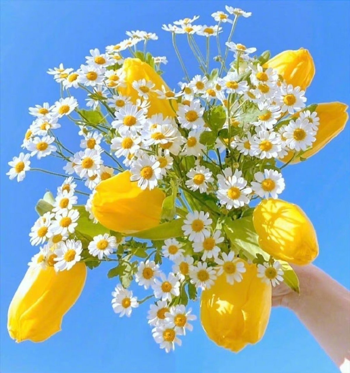 蓝天下的花束,心情就像这朵花一样晴朗.