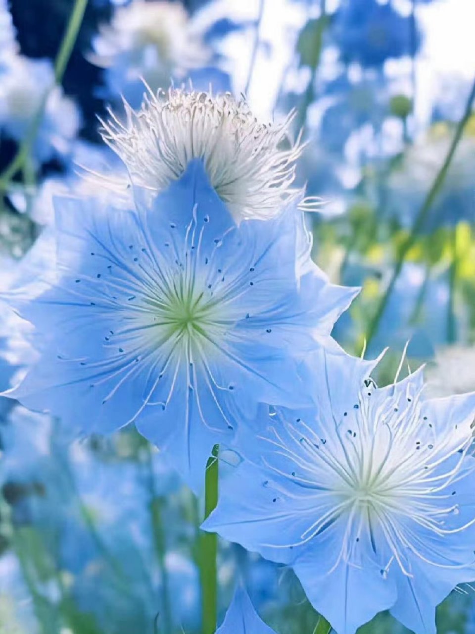 "漫步在淡蓝色的花海,每一瓣都柔软在风中,如同梦幻般的诗篇.