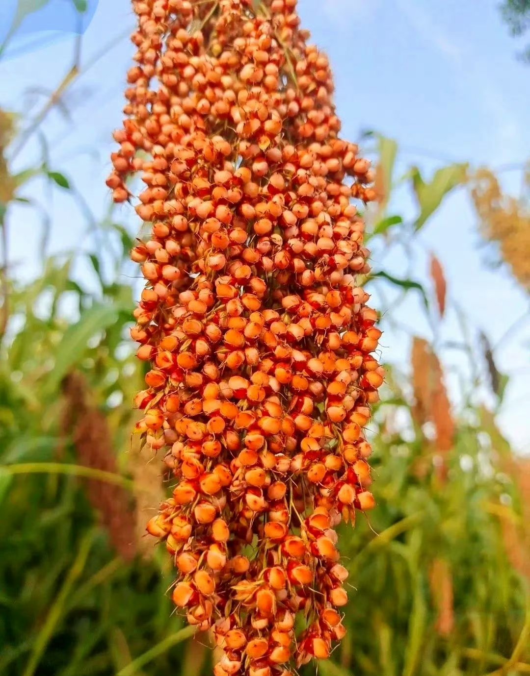 哇,这高粱穗子也太热情奔放了吧!