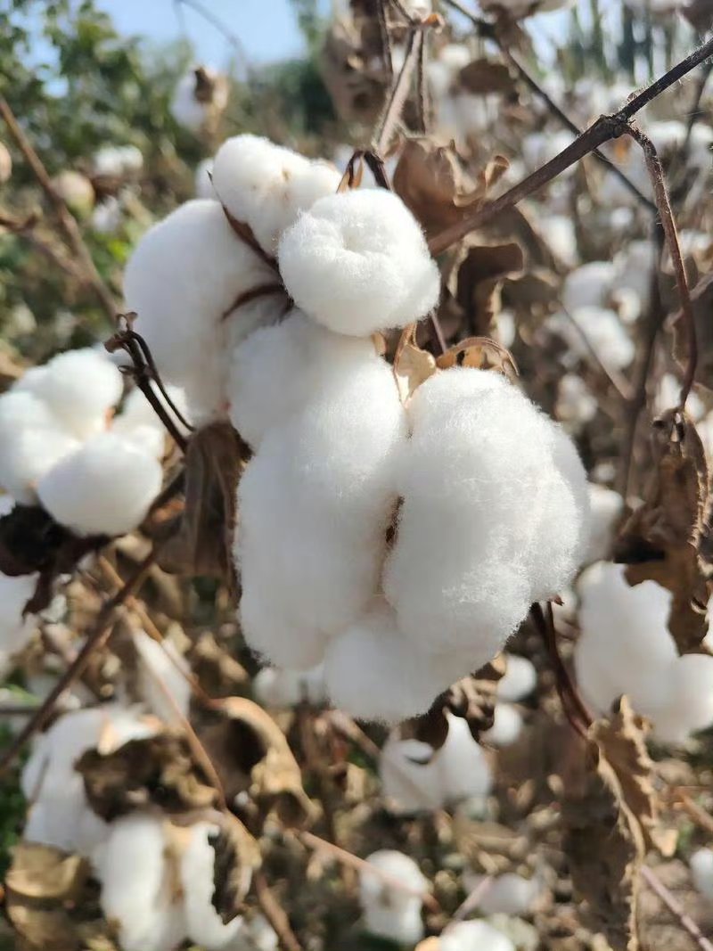 海关助力兰溪第一批进口棉花通关