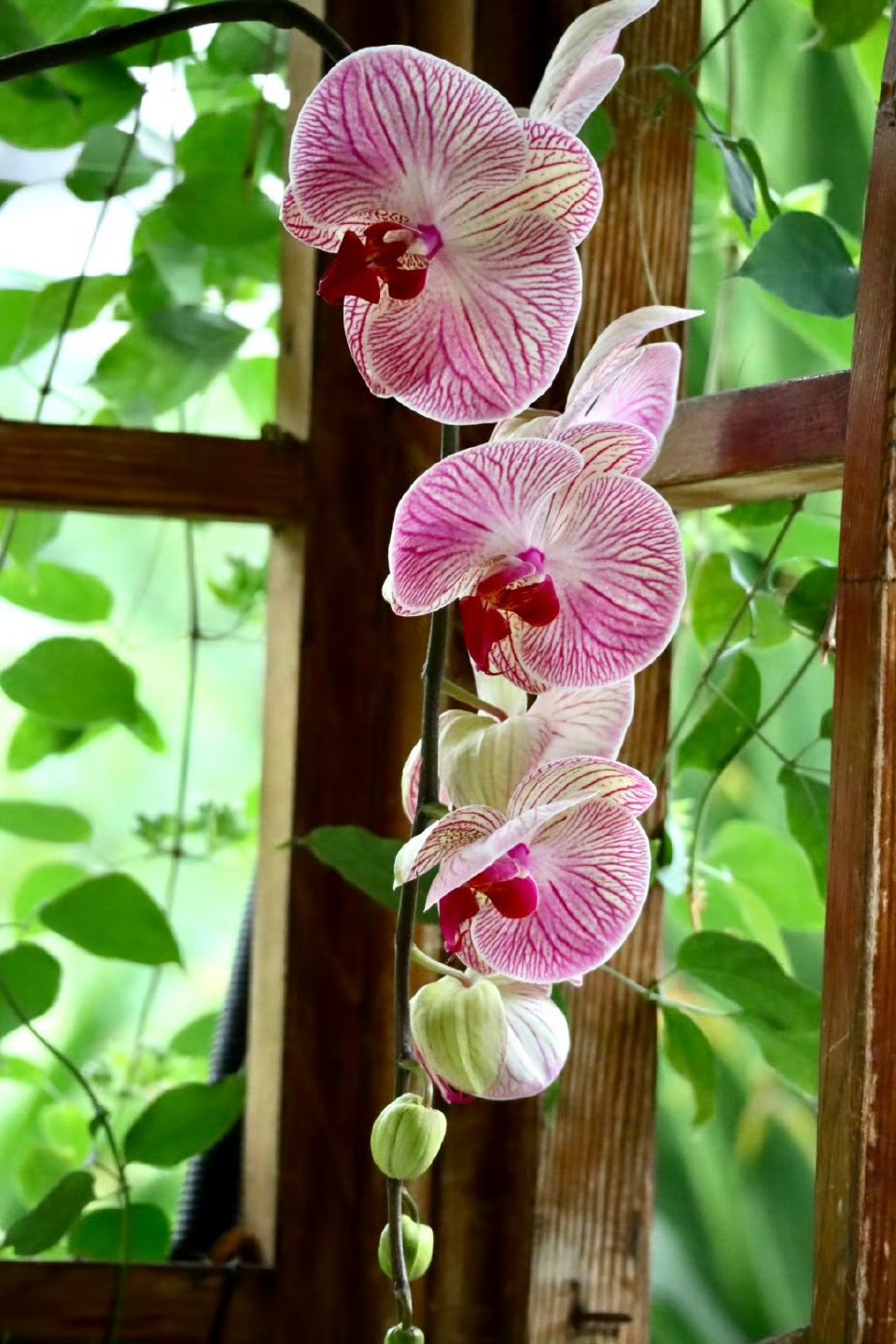 哇,这串粉白相间的兰花在木架上开得真热闹,好像在说:"春天,你好!