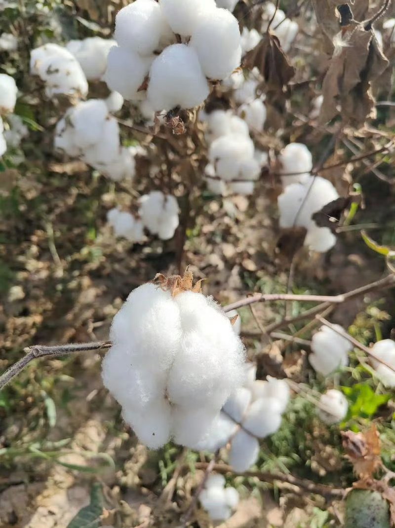 河北使用生物技能选育棉花种类获新打破