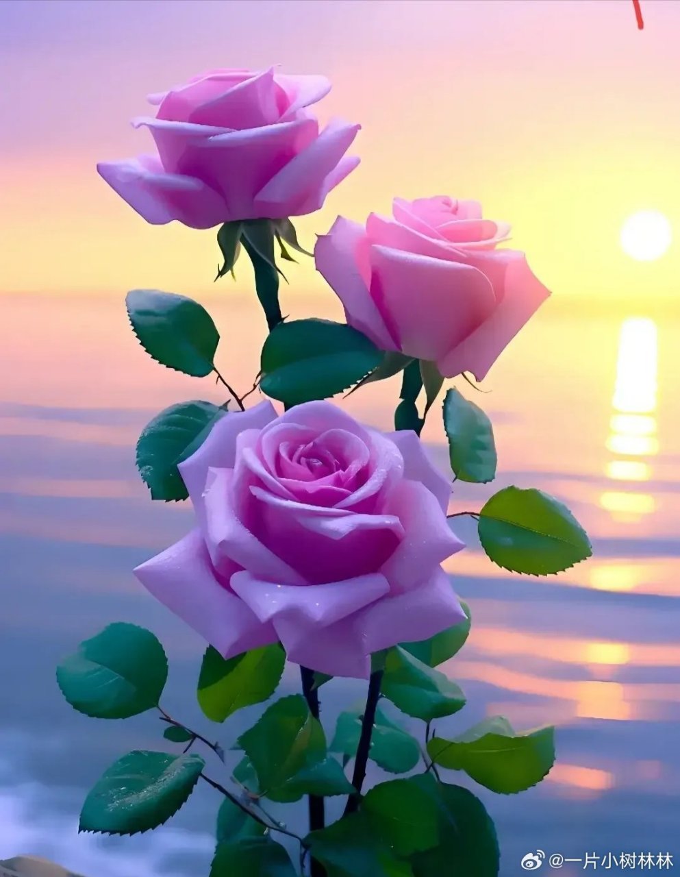 在夕阳的余晖中,一支娇艳欲滴的玫瑰花静静绽放,仿佛是夕阳的最后一抹