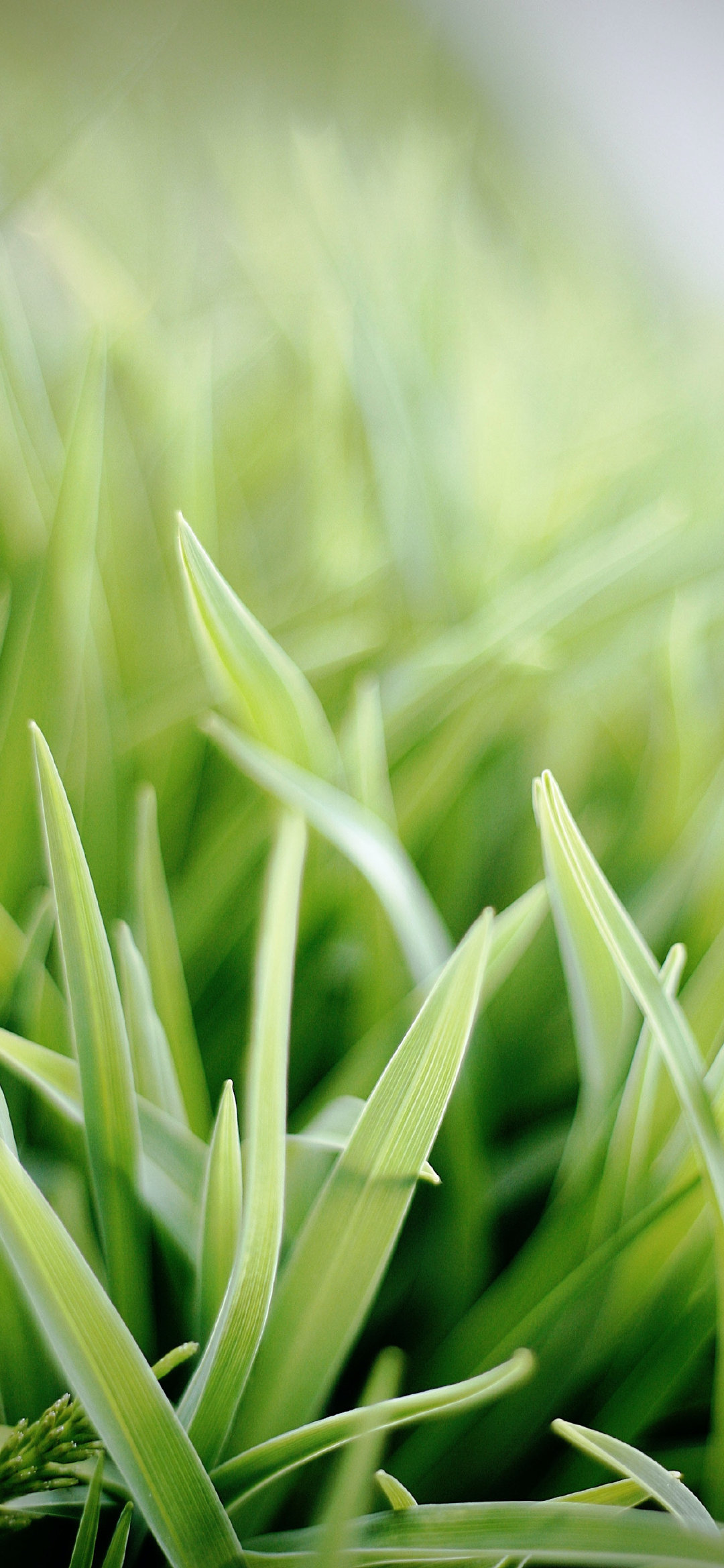 细长的叶子在微风中轻轻摇曳,柔软的绿色草茎仿佛在诉说着生命的故事