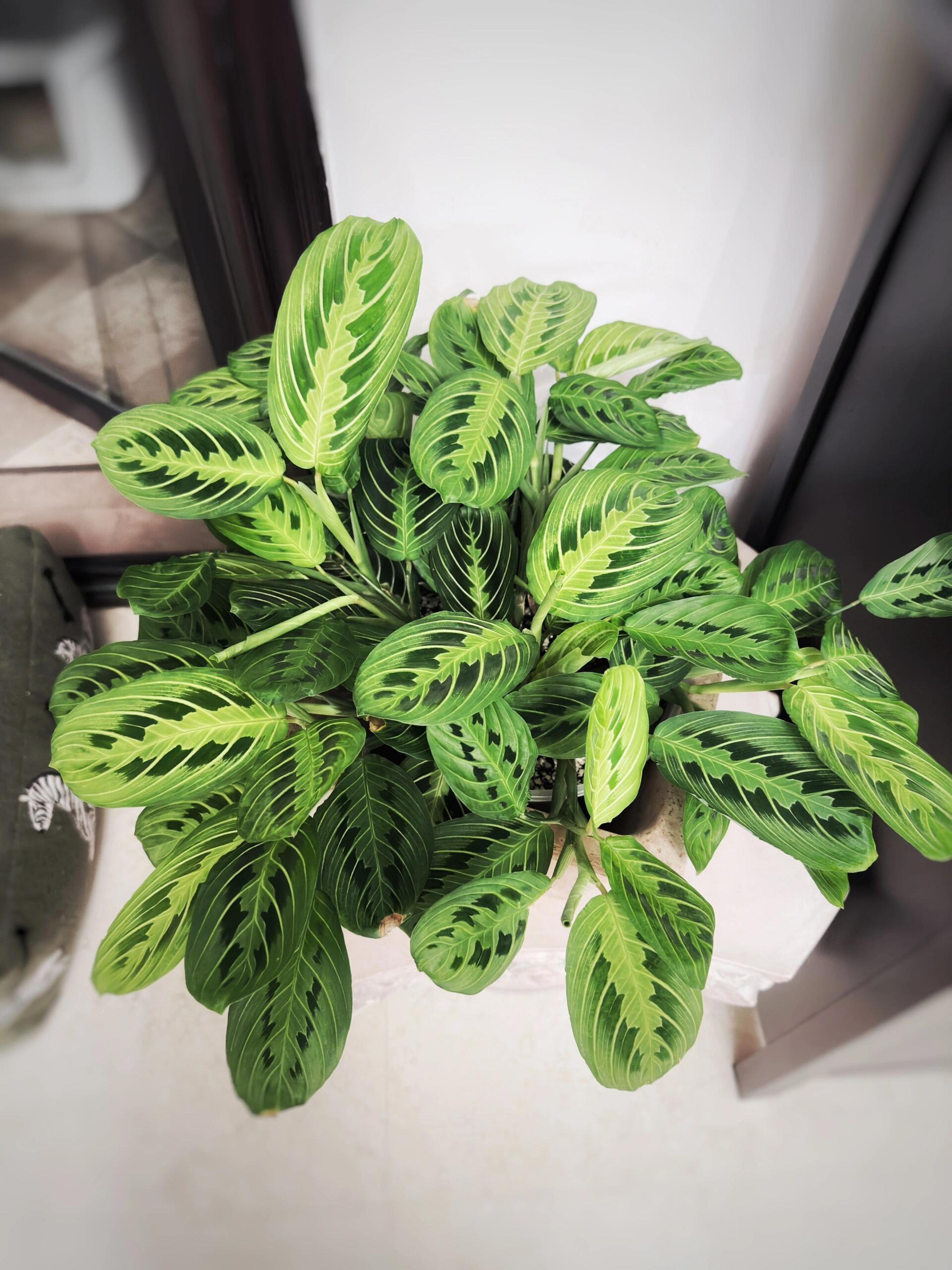 竹芋里最好养的小众垂吊植物 舞动的精灵复古感