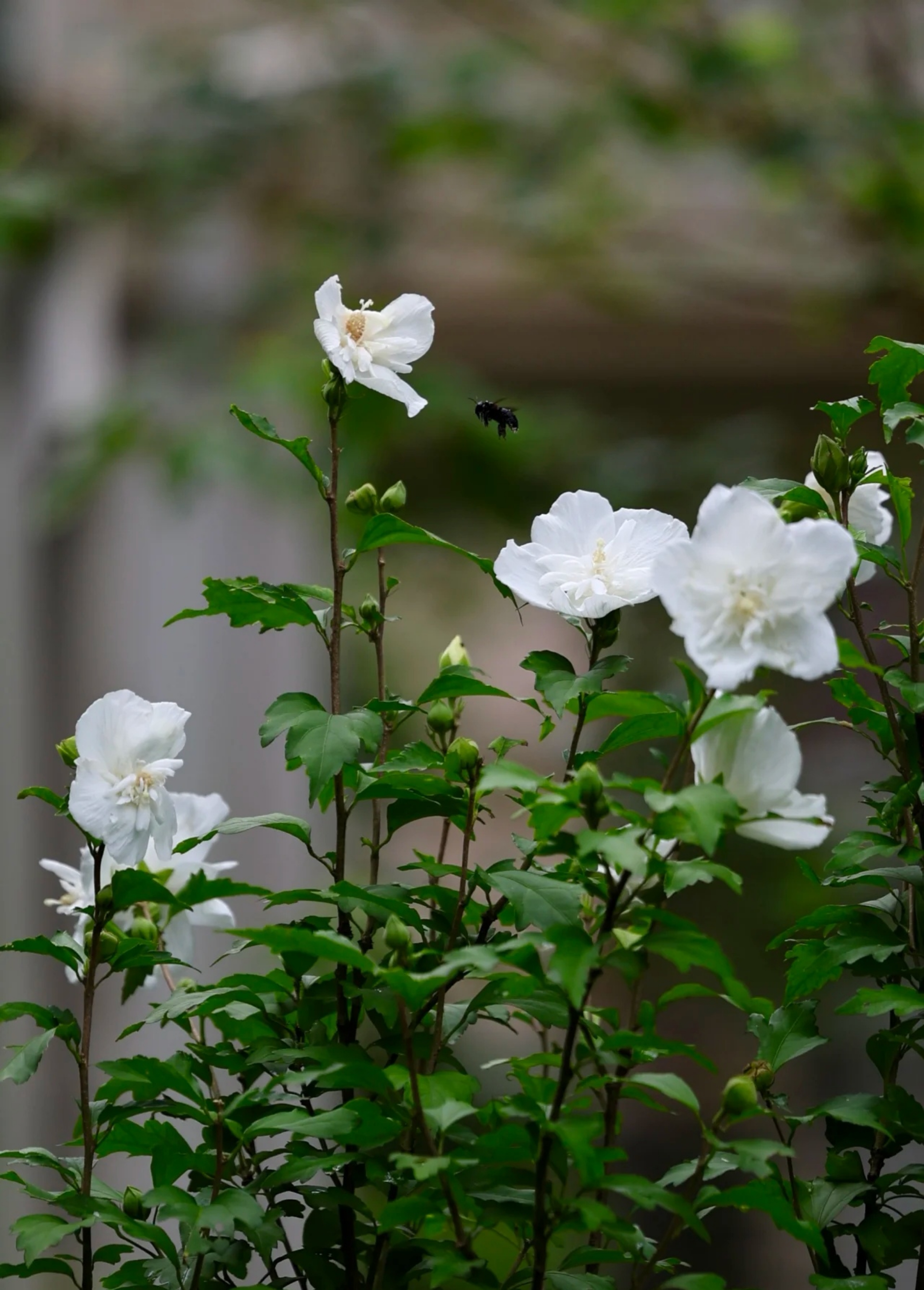 白色木槿花你见过吗?