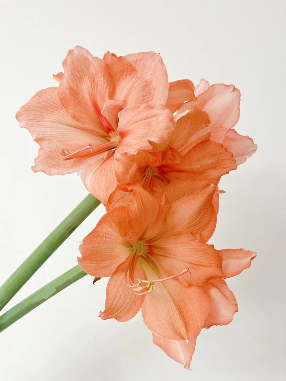 鲑鱼色的朱顶红!非常少见!