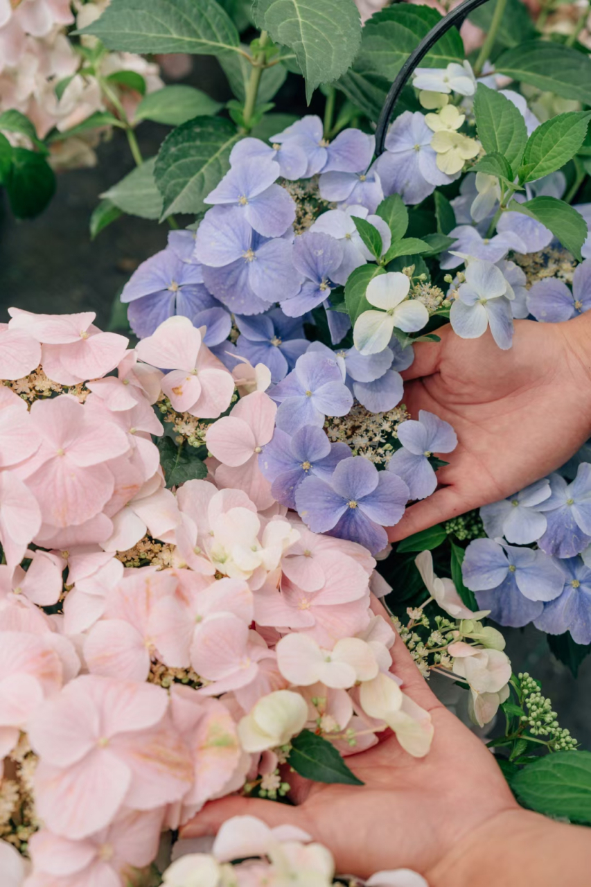 花量是普通绣球的6倍,落跑新娘绣球花你喜欢吗[色] 落跑新娘是非常