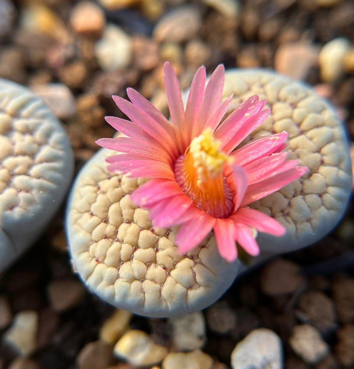 生石花开花 好事图片