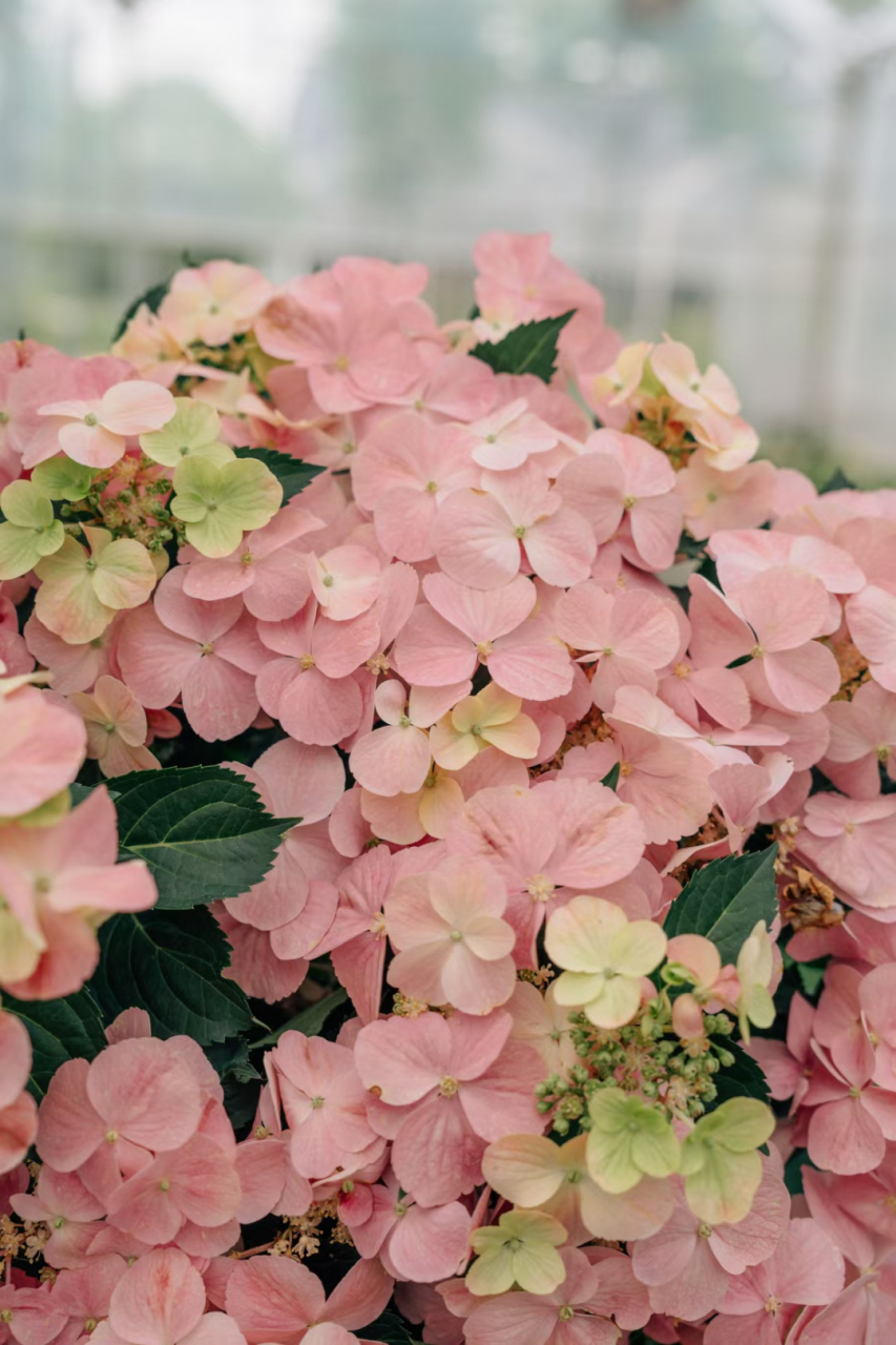 花量是普通绣球的6倍,落跑新娘绣球花你喜欢吗[色] 落跑新娘是非常