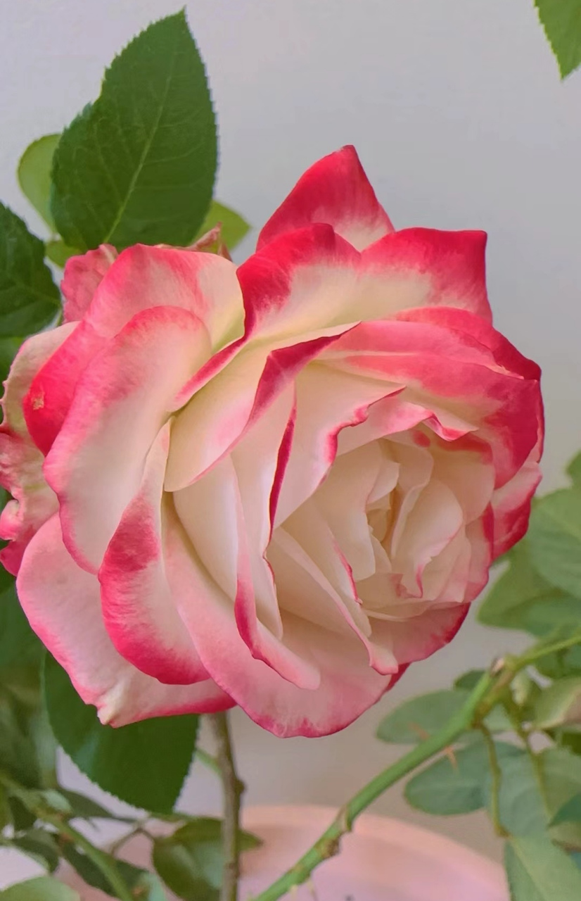 花瓣会变色的月季花—摩纳哥公爵 摩纳哥公爵月季原产法国,是一款以复
