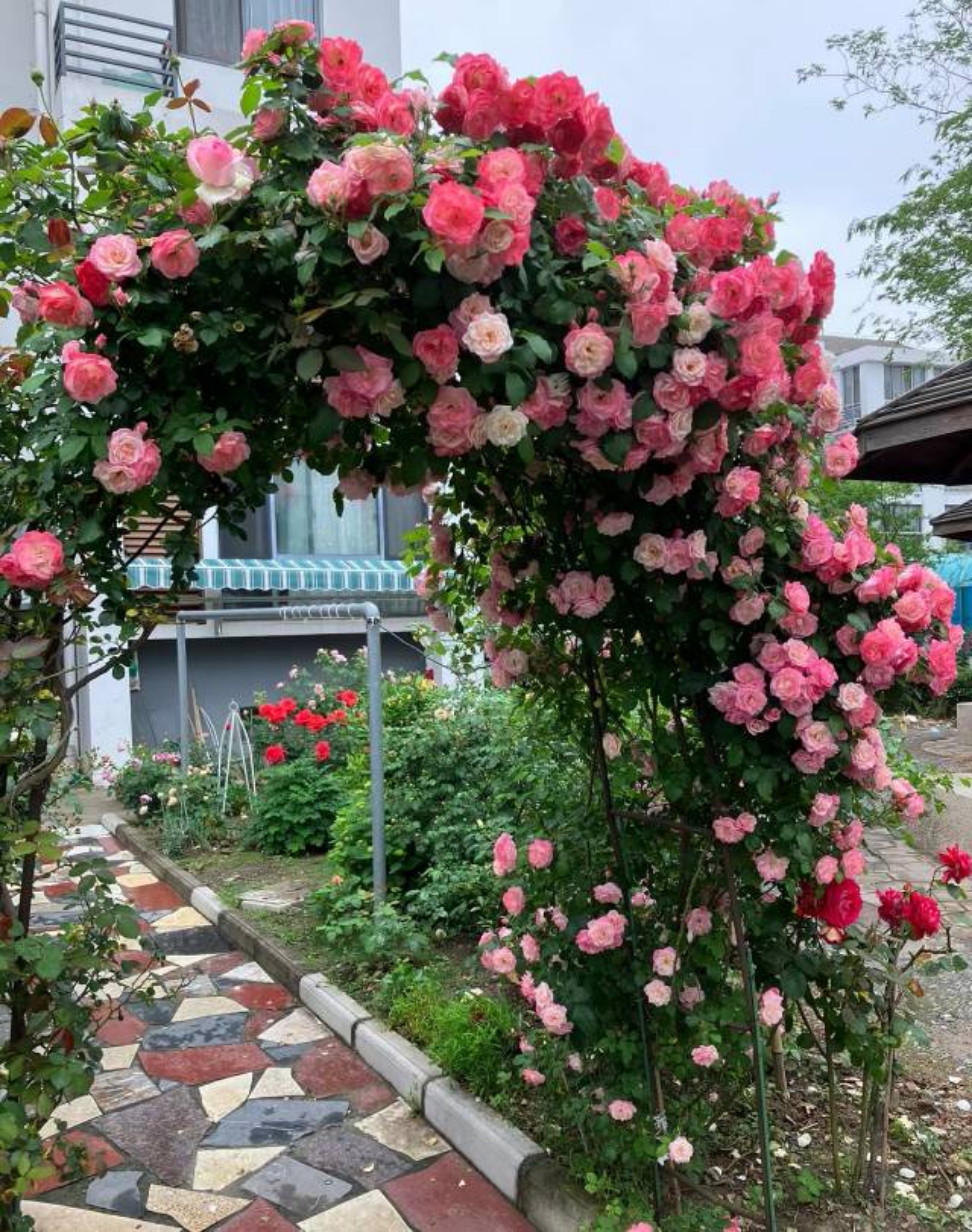 多季节爆花大藤本藤樱霞 长势强劲 花期持久 耐阴耐晒 耐雨淋 抗病