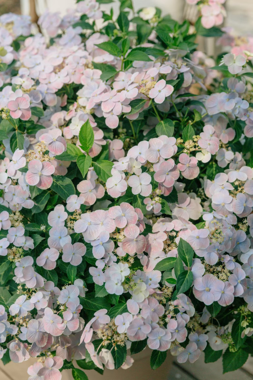 花量是普通绣球的6倍,落跑新娘绣球花你喜欢吗[色] 落跑新娘是非常