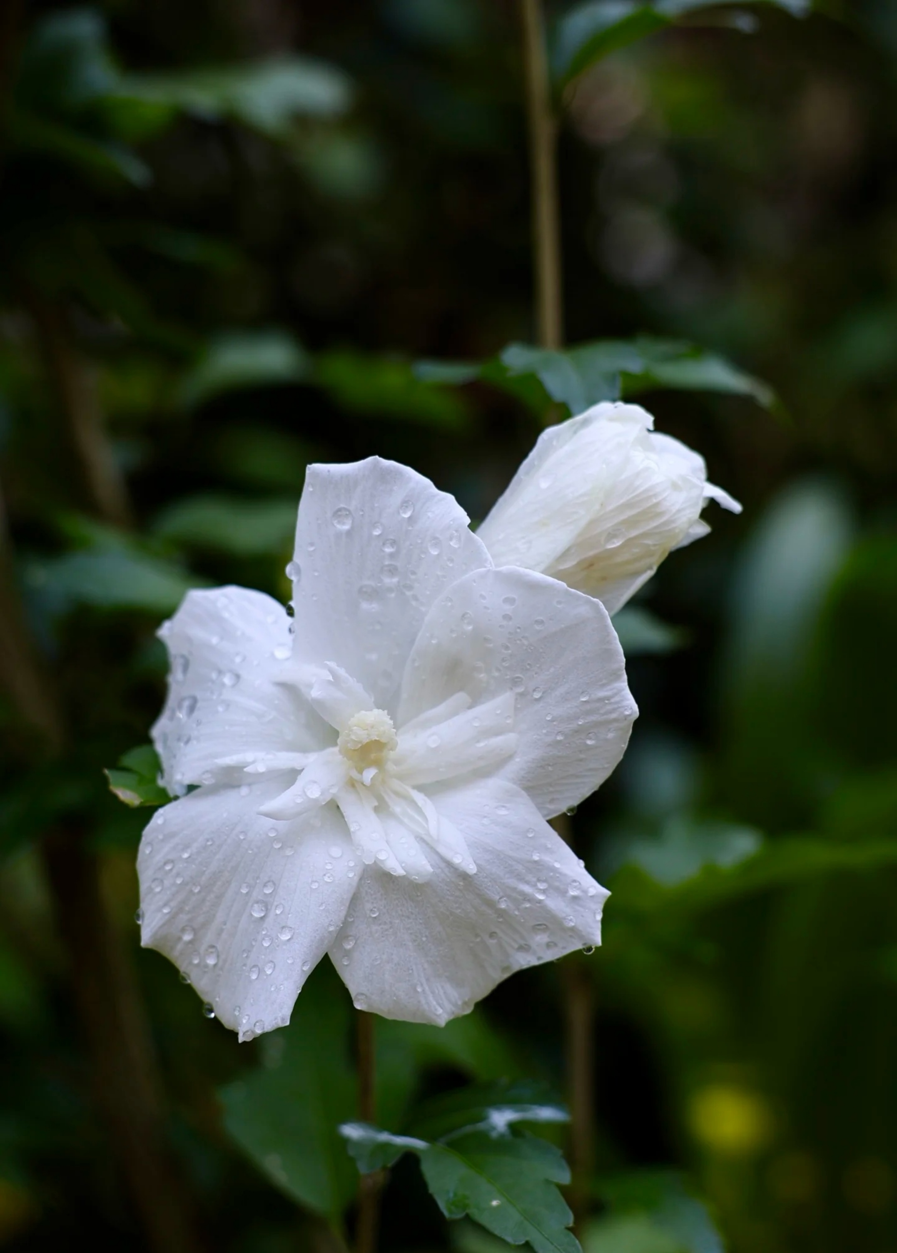 白色木槿花你见过吗?