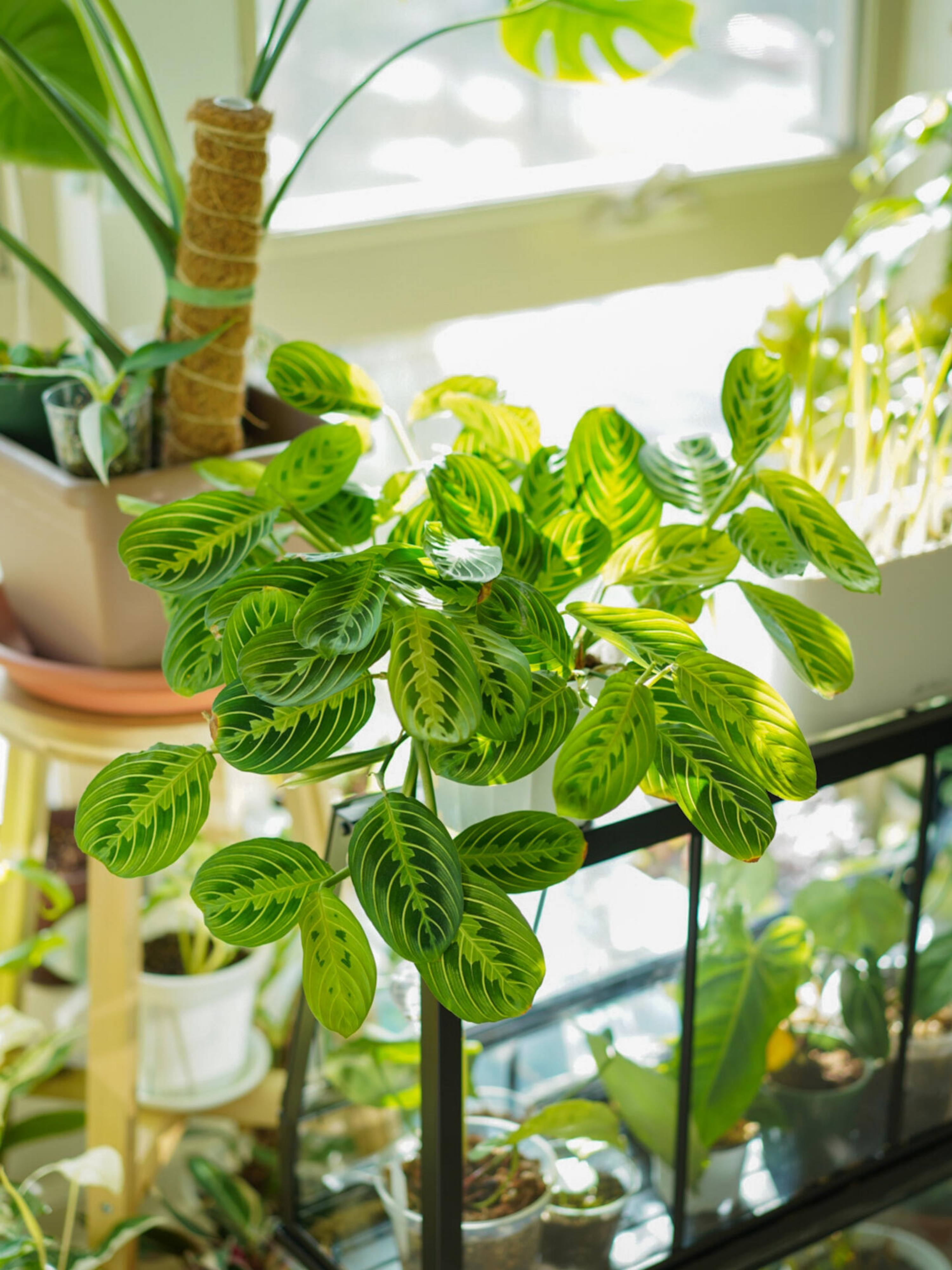 竹芋里最好养的小众垂吊植物 舞动的精灵复古感