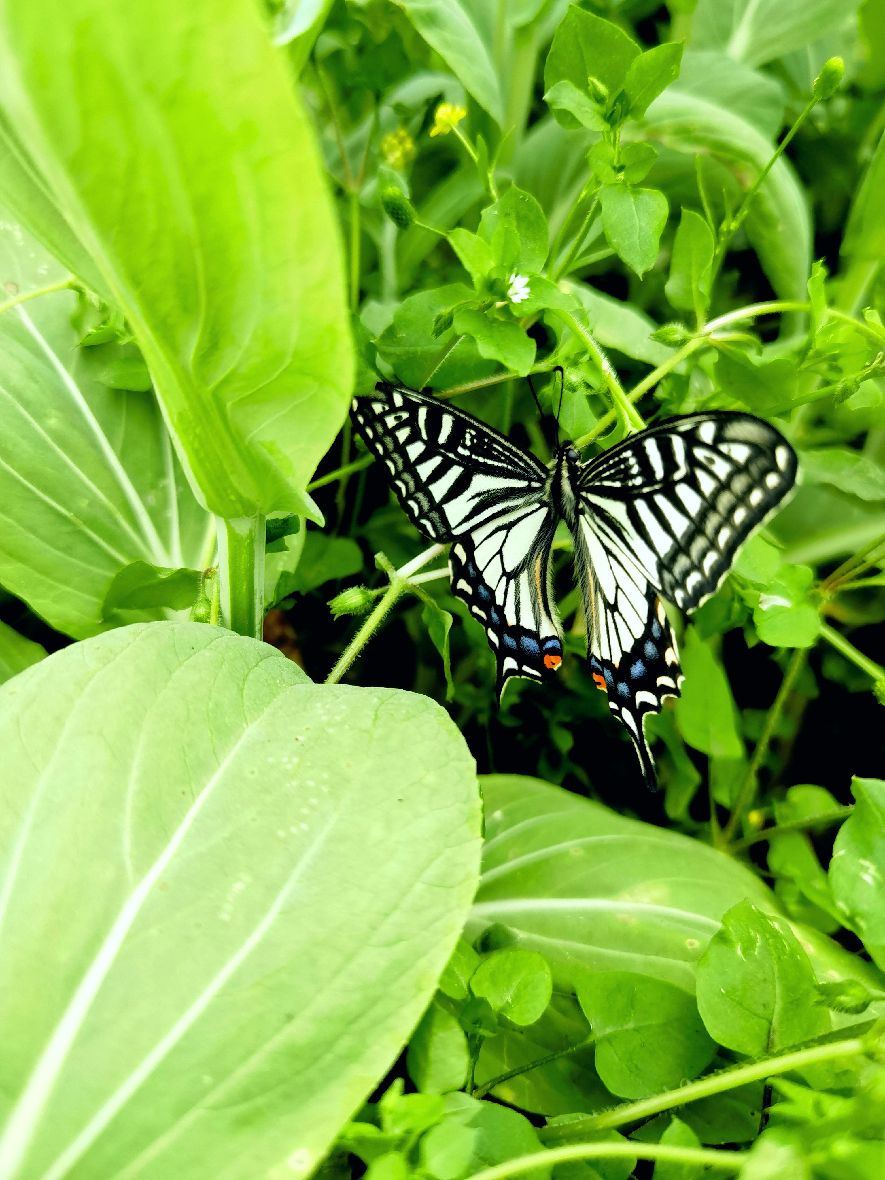 在绿叶的掩映下,一只美丽的蝴蝶静静停歇,翅膀的斑斓与腹部的橙黄交相