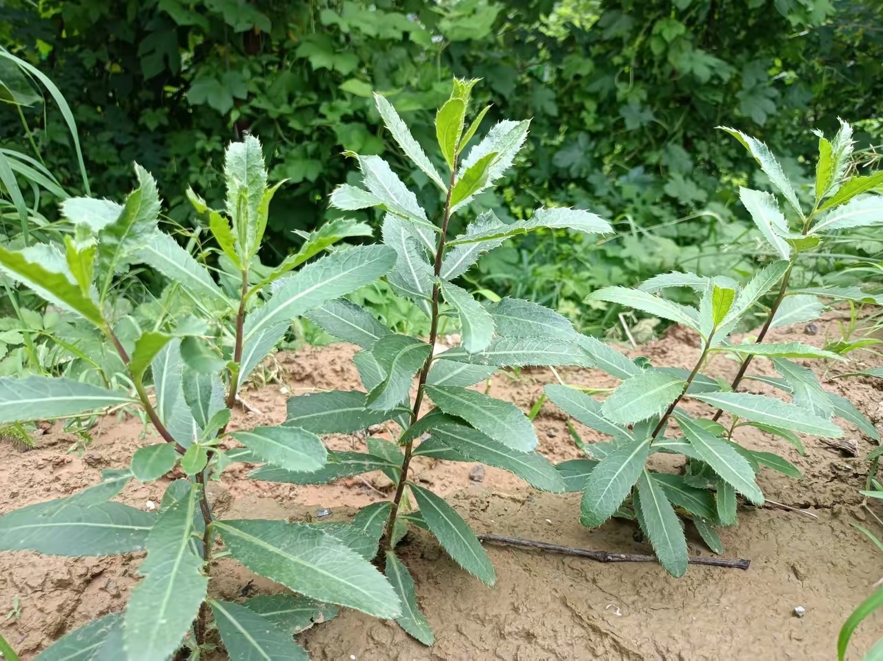 它在饥荒年代,救了很多人,特别是50,60年代的人对