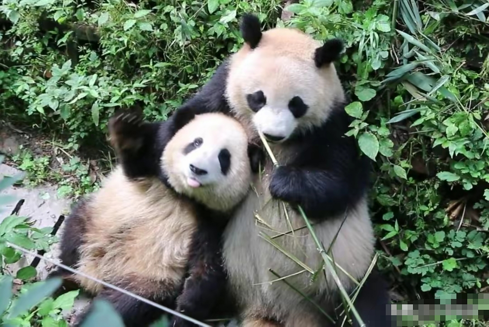 花花真的太可爱了#大熊猫和花