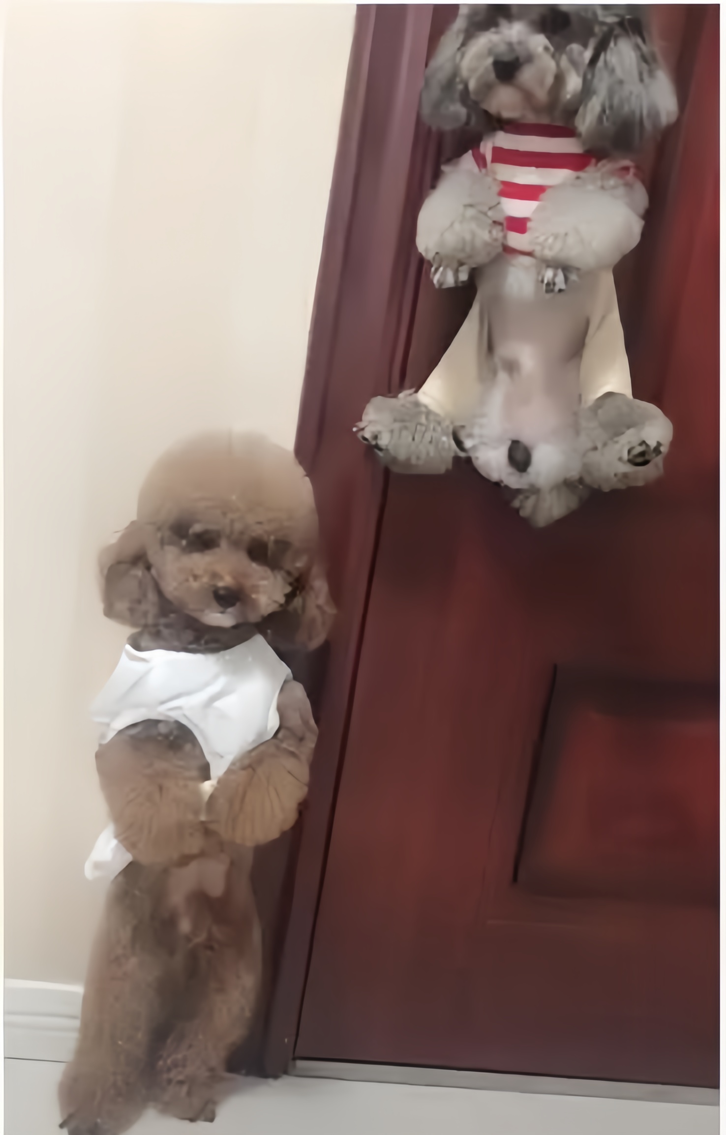 网友家里养了一对泰迪小夫妻,三天两头打架,闹得四邻不安