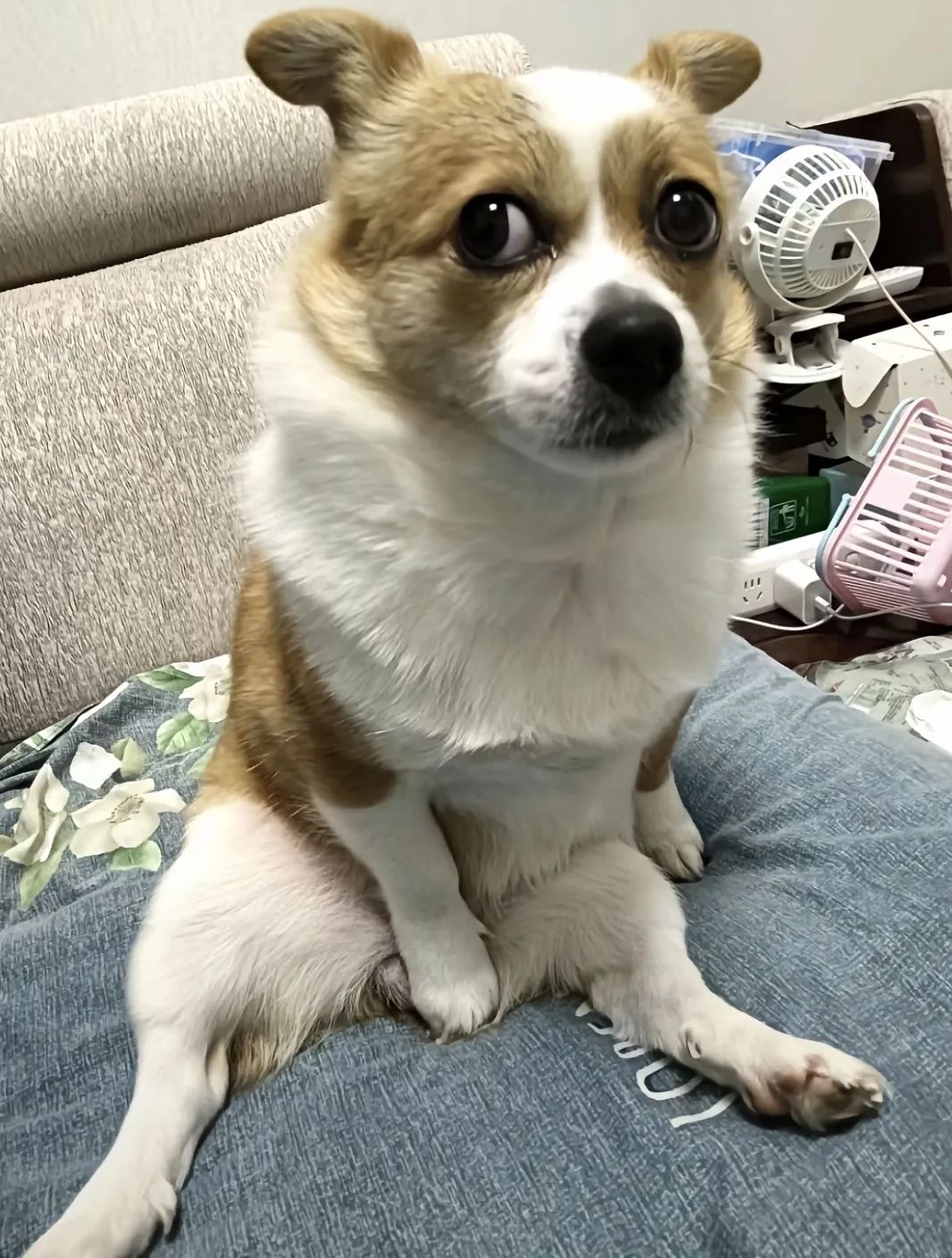 每一只独特的狗狗,都有着它们自己骄傲的坐姿