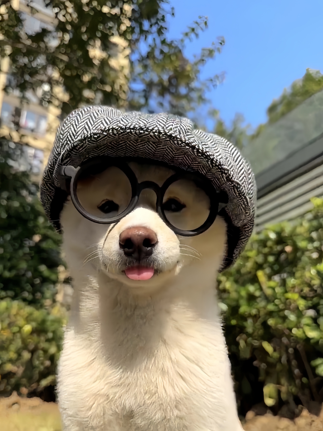 狗狗仿佛天生就是舞台上的演员