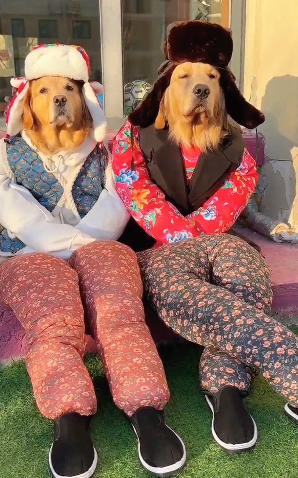 二狗子自东北归来,仿佛脱胎换骨,完全变了个样