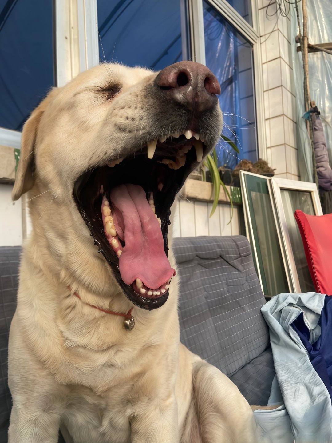 晨光微露,庭院中,大黄狗慵懒地伸着懒腰,用那湿润而灵动的舌,轻轻拨开