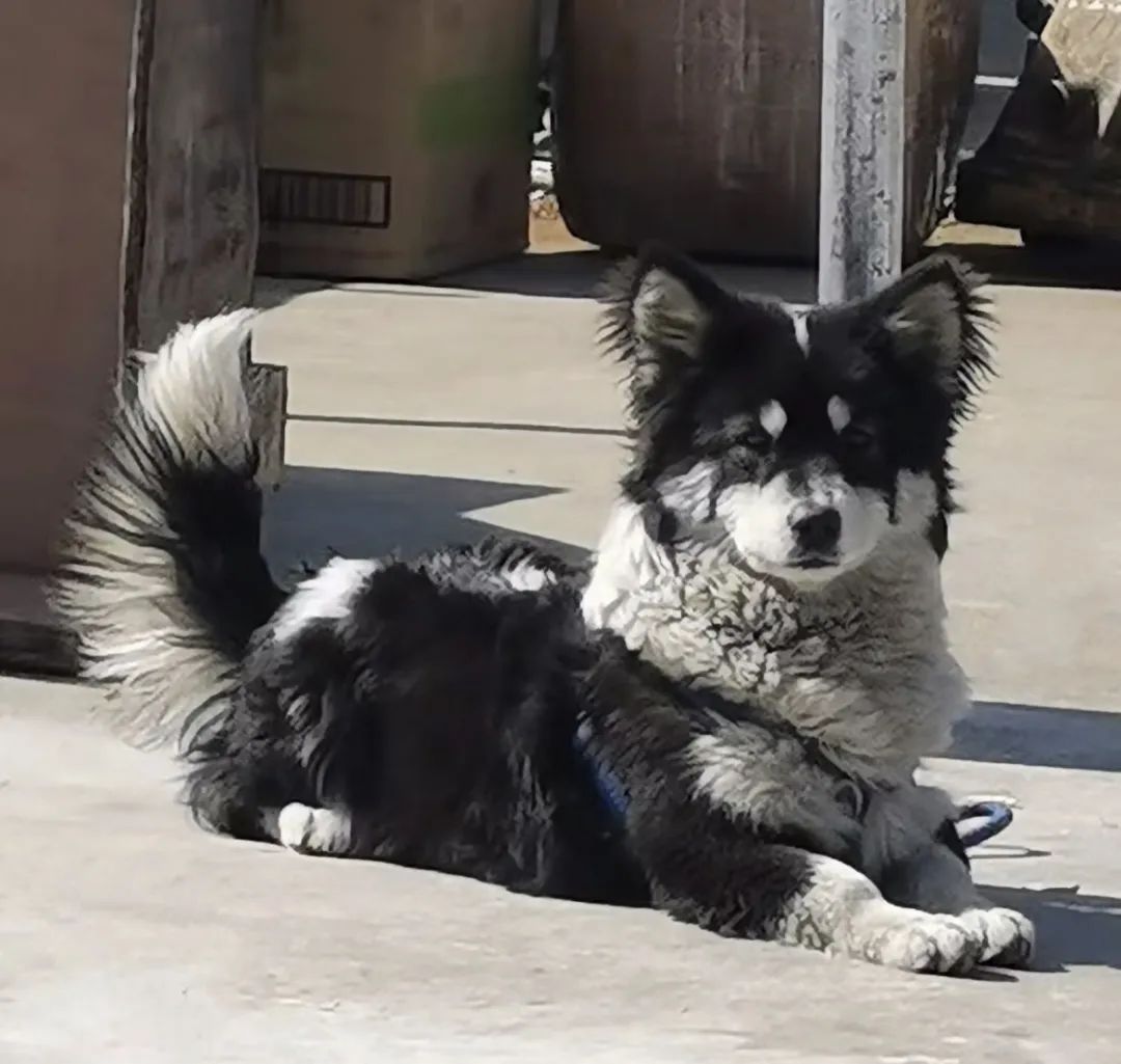 这只狗狗的毛色黑白相间,虽然不是什么稀有的颜色,但看上去却格外帅气