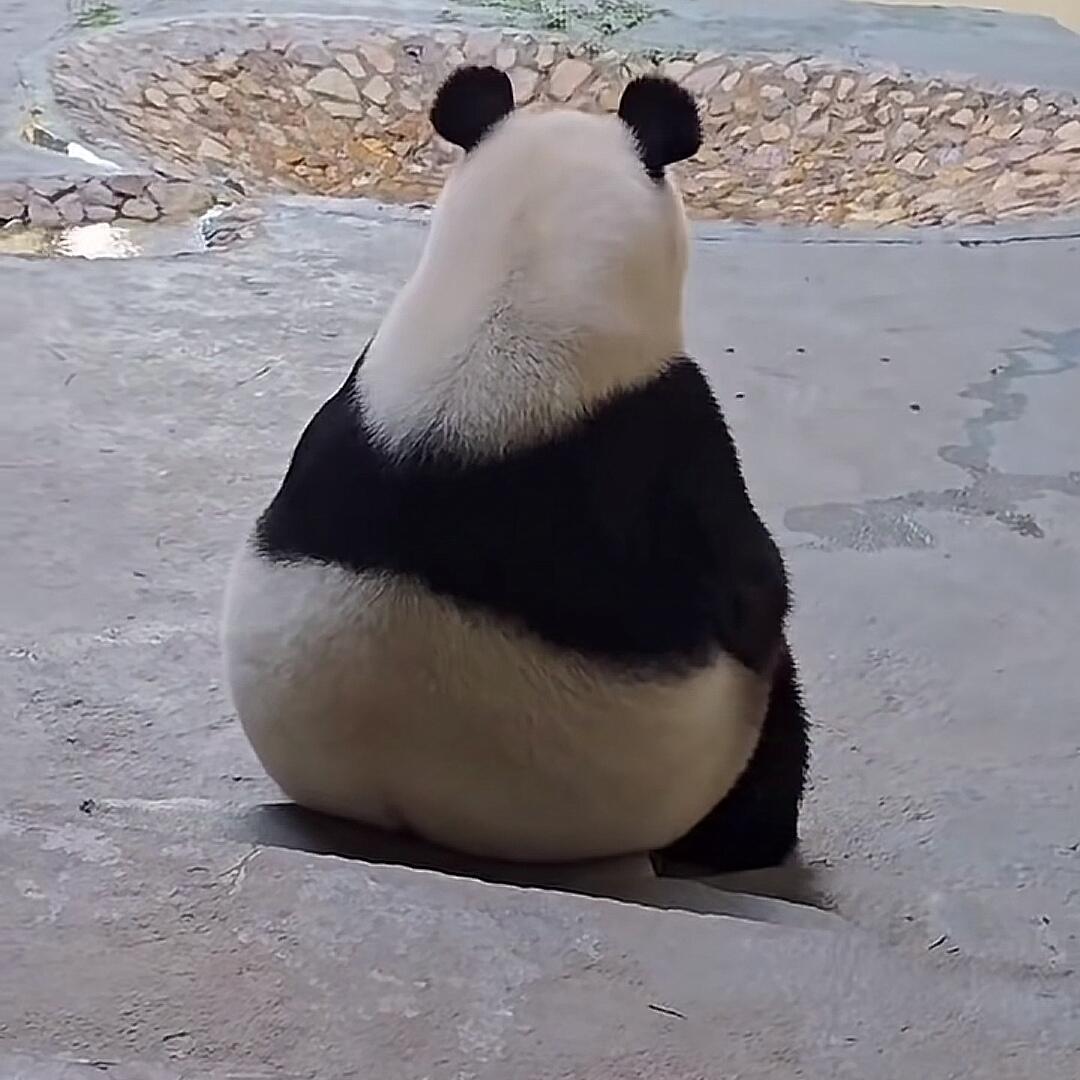 这背影也太可爱了吧!