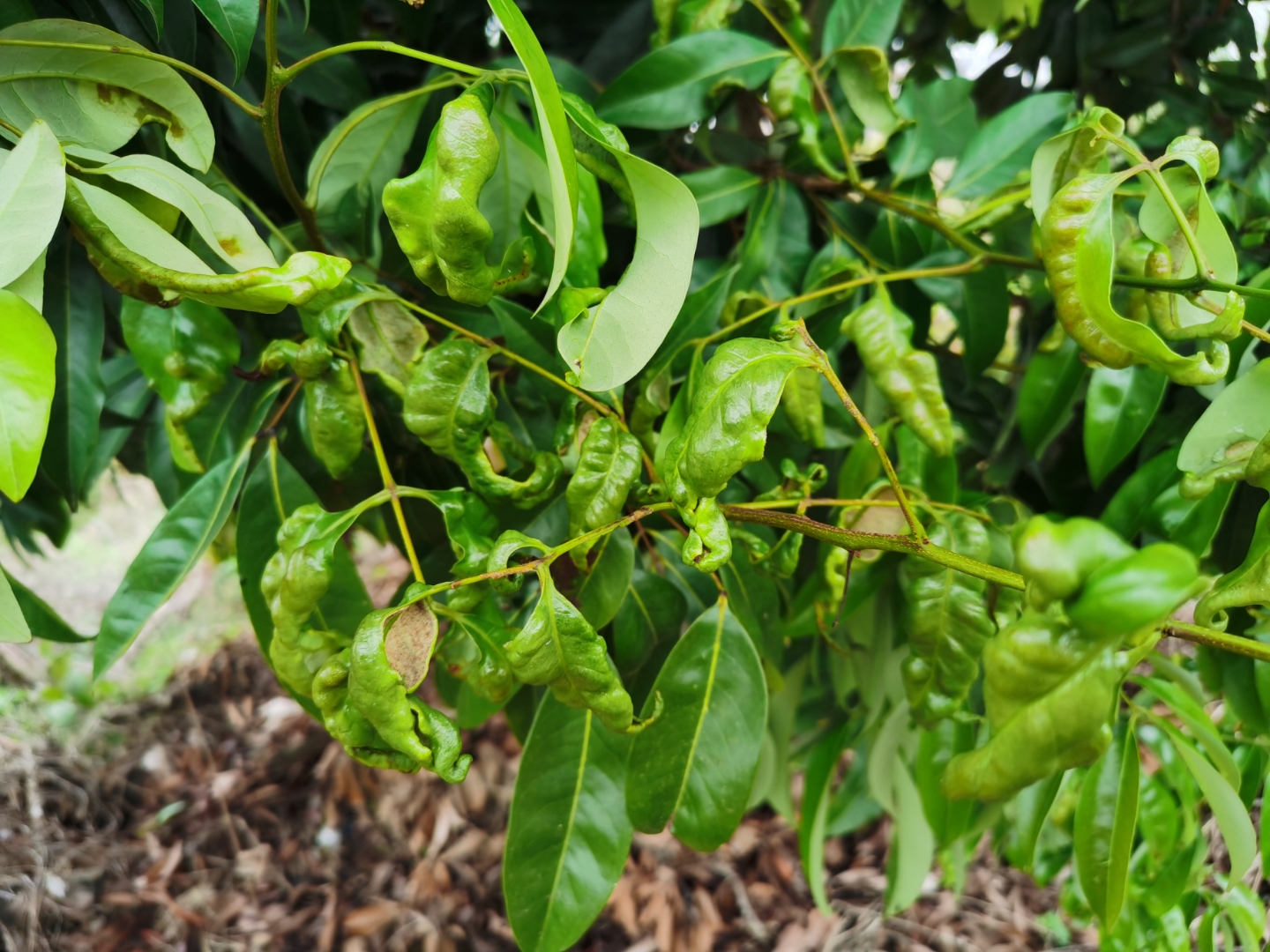 荔枝树叶这样,是什么原因?