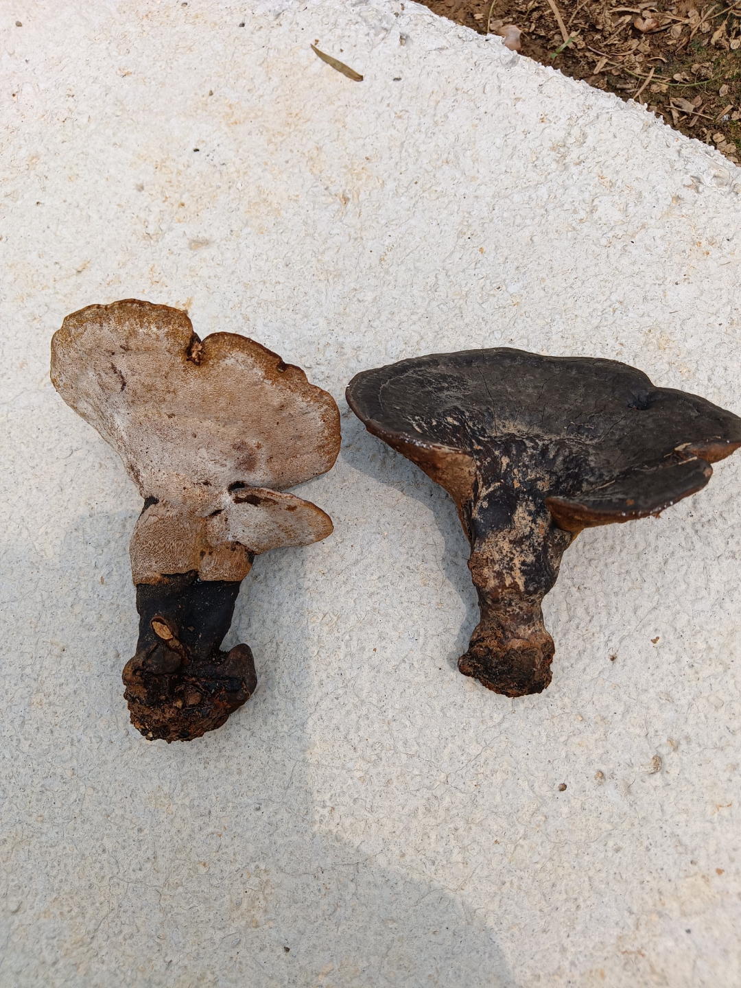 油茶树都底下生长的灵芝叫什么灵芝?