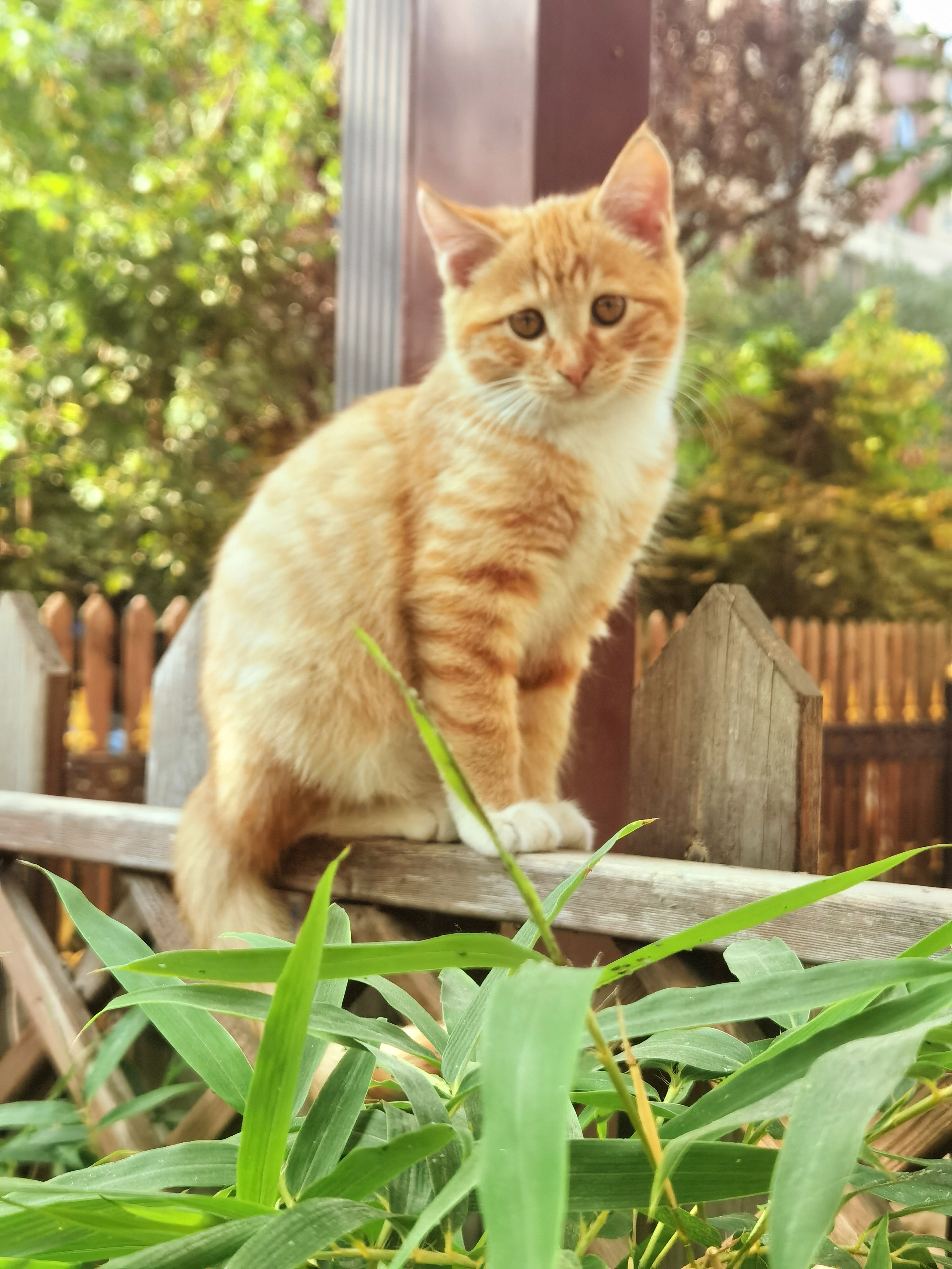 家猫真比不了院子里的小野猫呀 它们静时憨态可掬