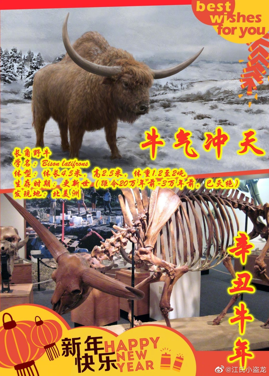 科学观察室# 牛年话牛       美洲野牛是今天北美洲体型最大的陆生