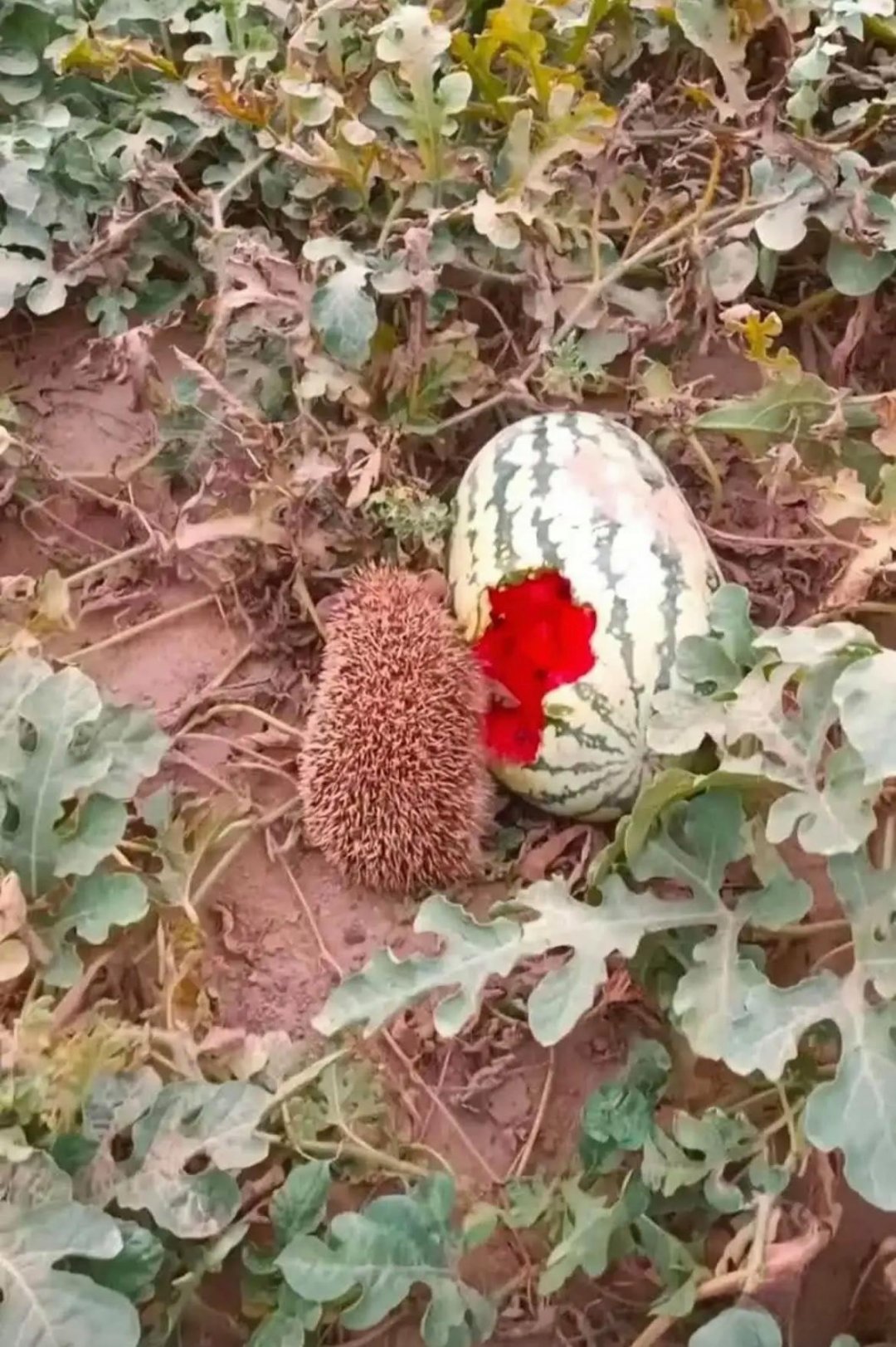 它的小脑袋东正张西望观察有无外来物种,还美滋滋的品尝着美食,好像在