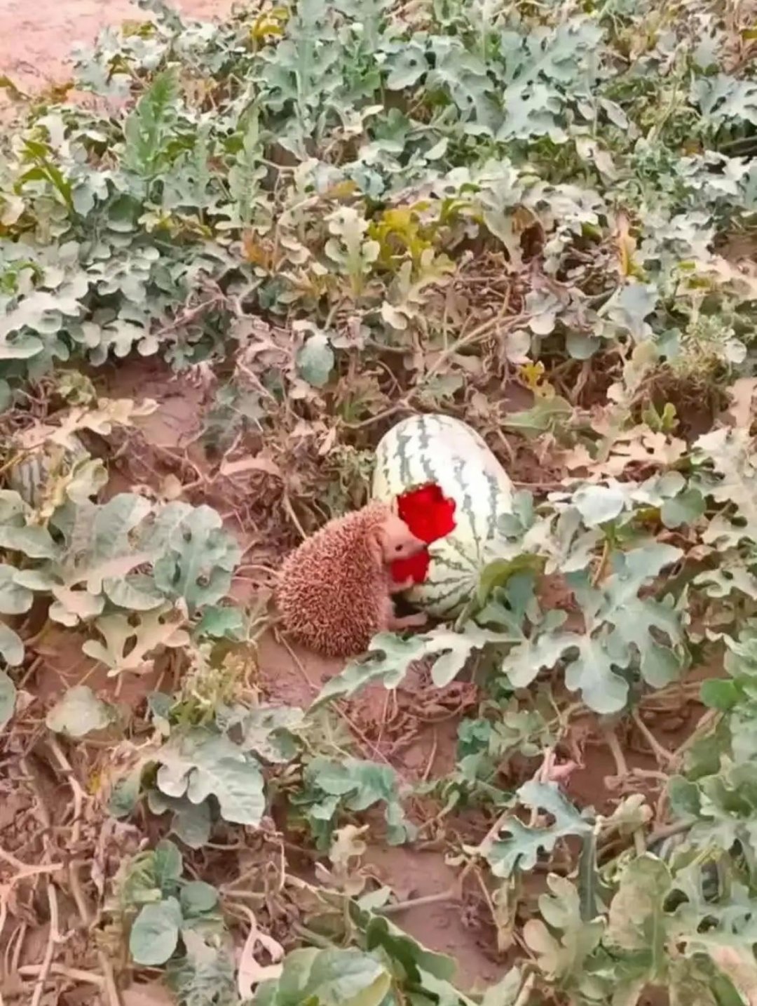 它的小脑袋东正张西望观察有无外来物种,还美滋滋的品尝着美食,好像在