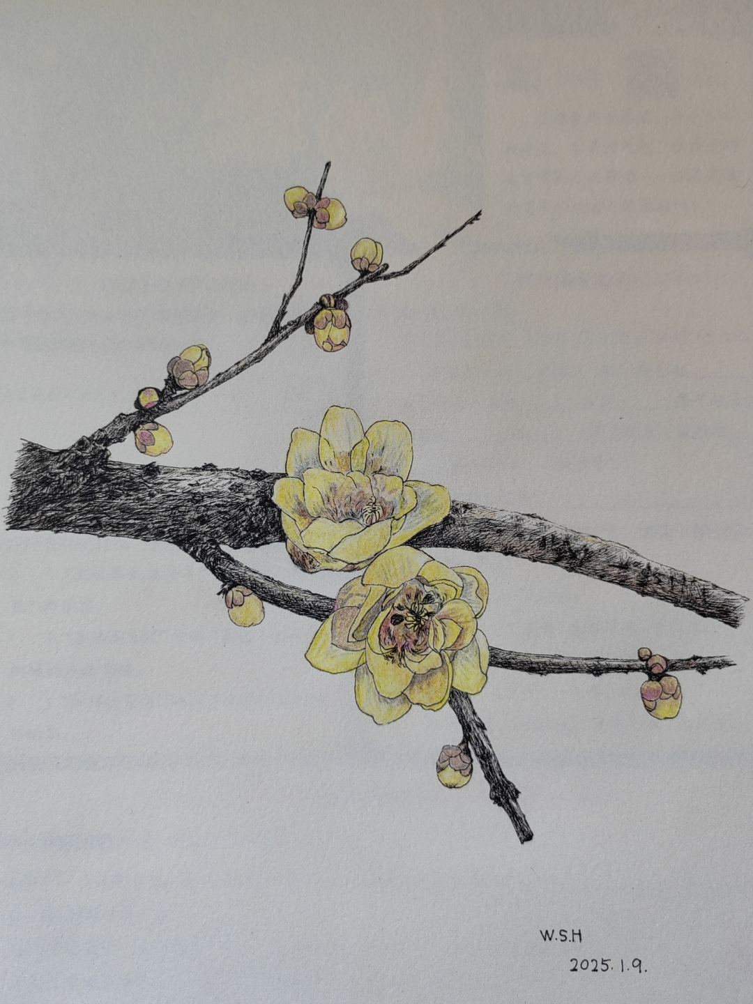手绘原创《腊梅花》稍加修改