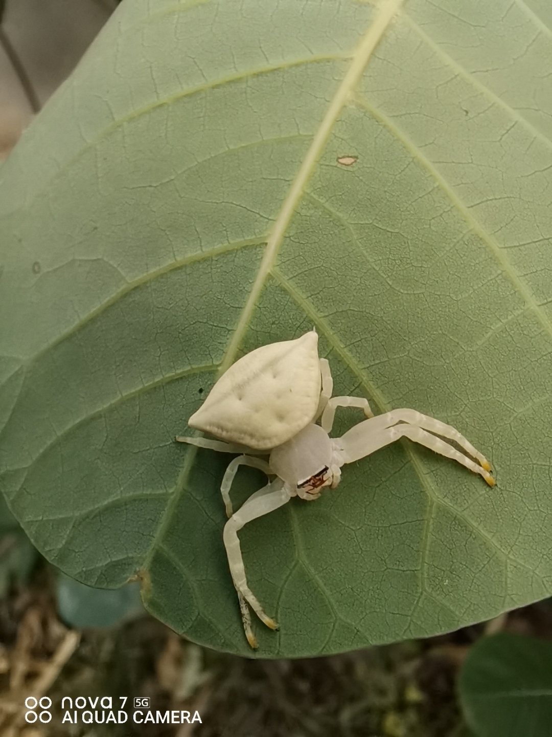 长这么大第一次见这种白蜘蛛,不知道有毒没有?大家有认识的没有?