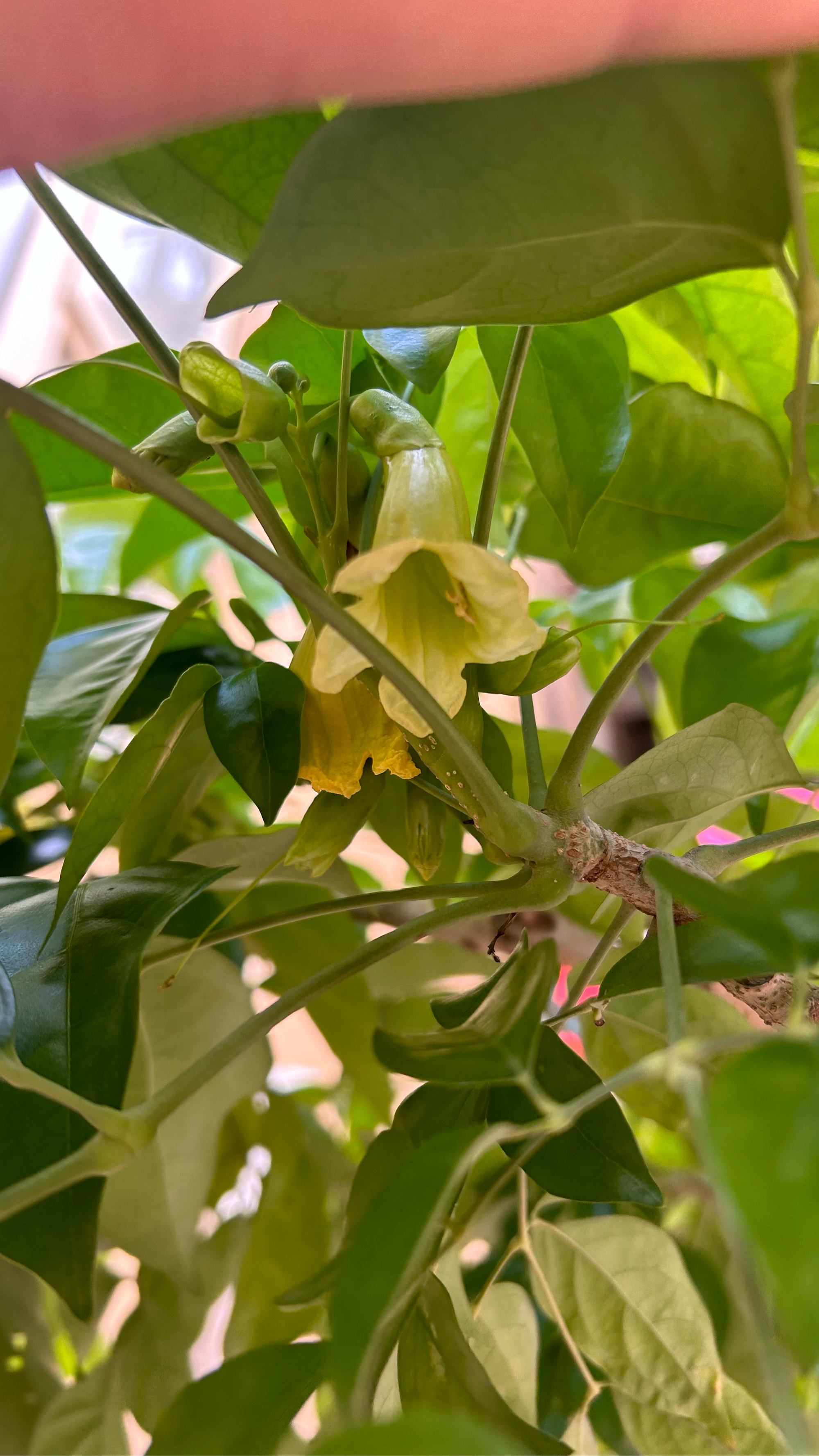 幸福树开花