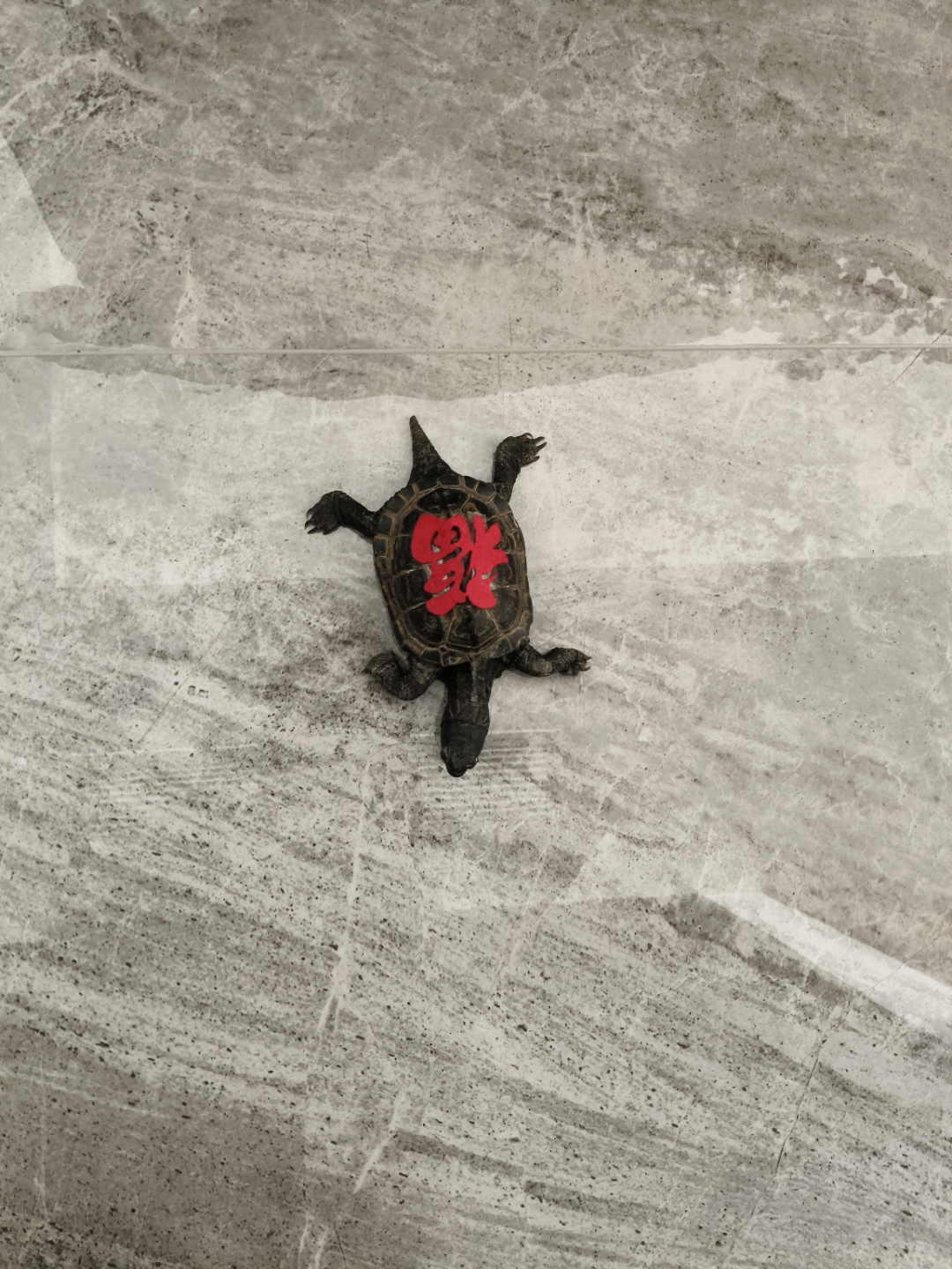 这只小乌龟背着"福"字,好像要把好运带到每个角落呢!