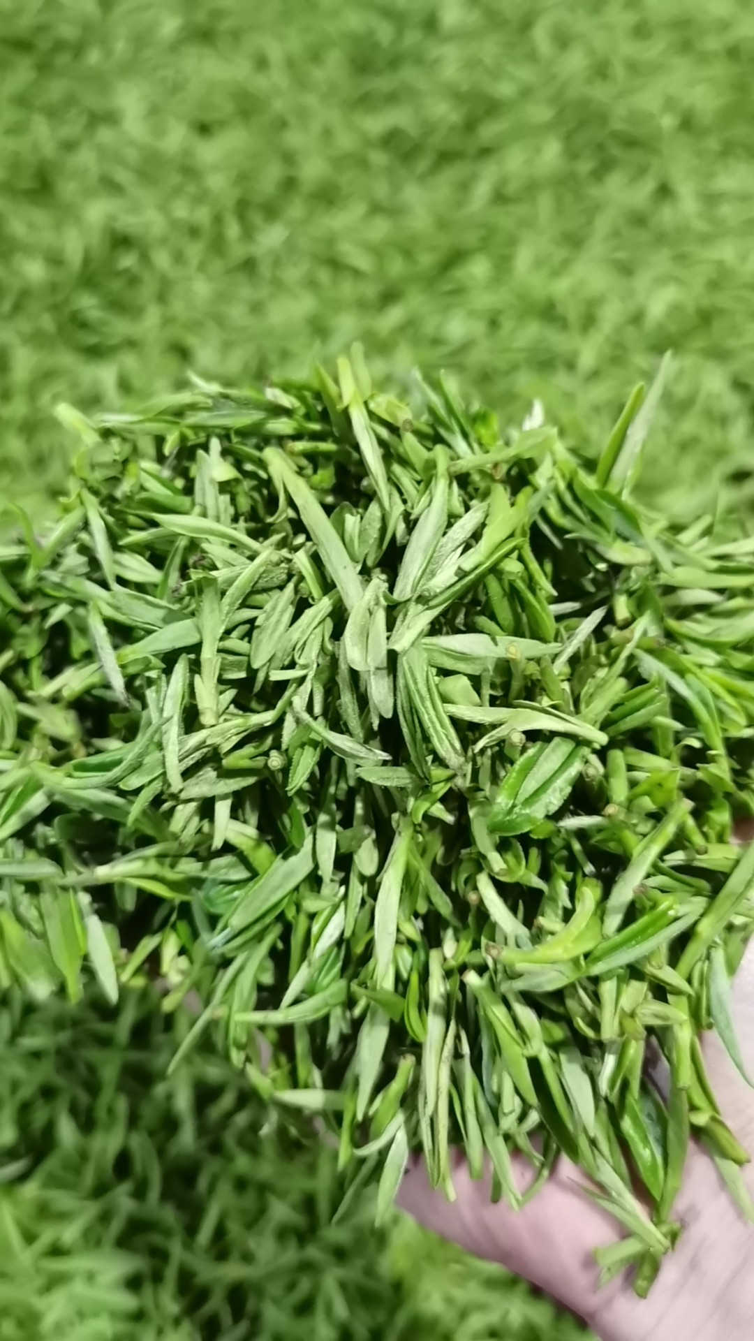 宜兴阳羡雪芽 95一缕茶香,静享悠然时光95  91在这个喧嚣的世界