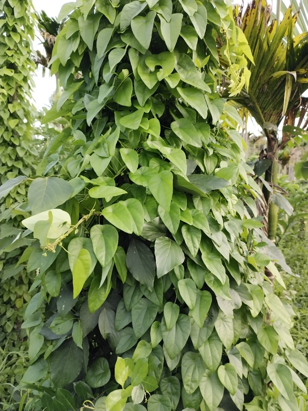 犁壁藤,需要的下单