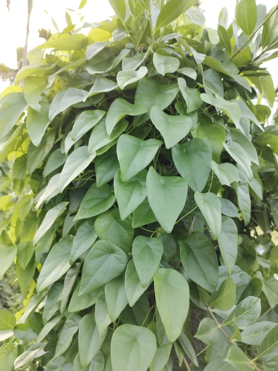 犁壁藤,需要的下单