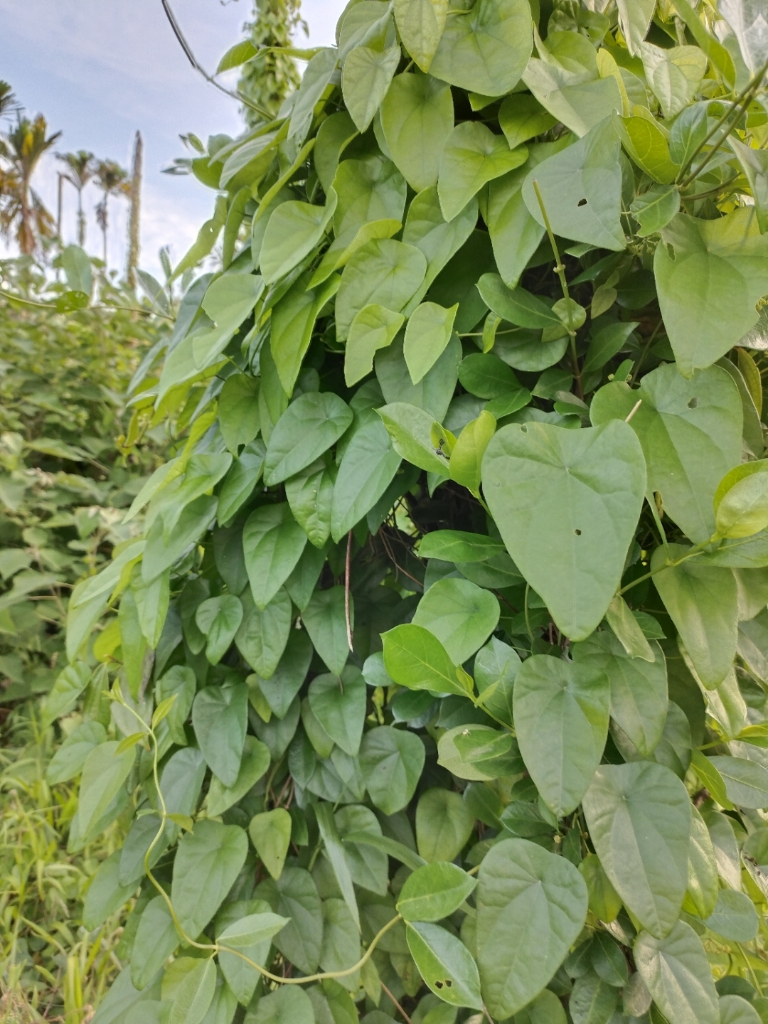 犁壁藤,需要的下单