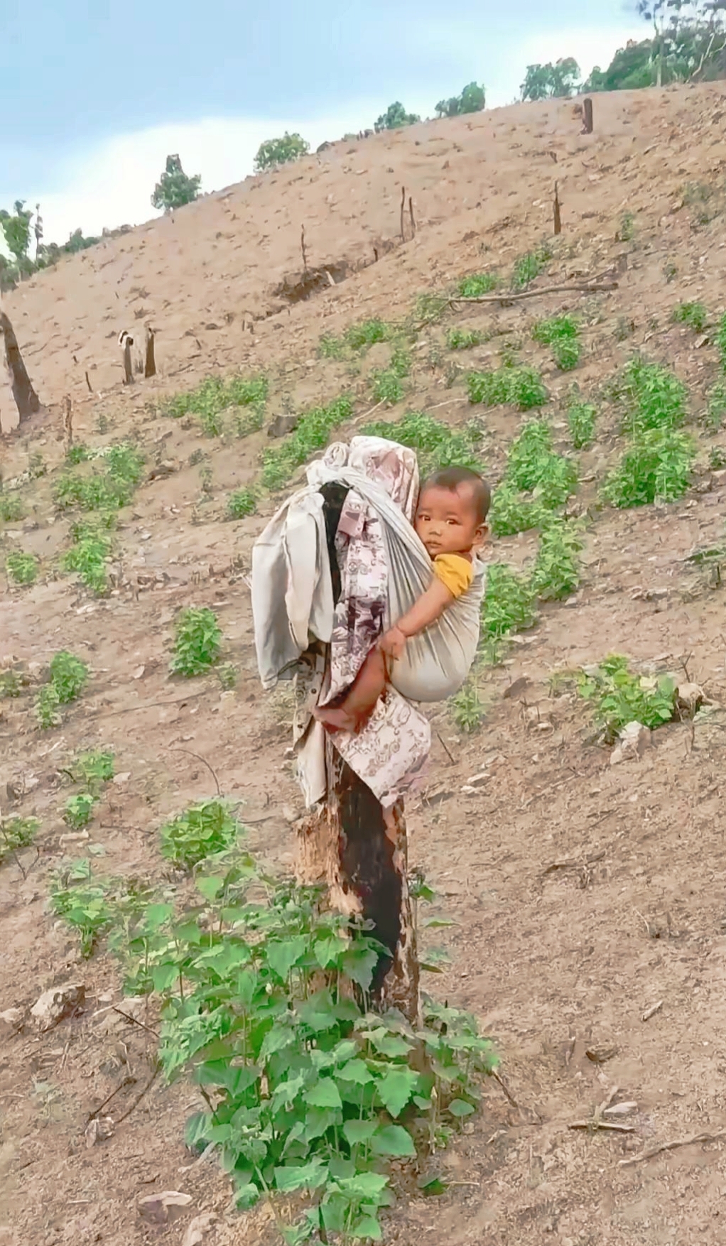 为了快点干完农活,他们将小孩挂在树桩上