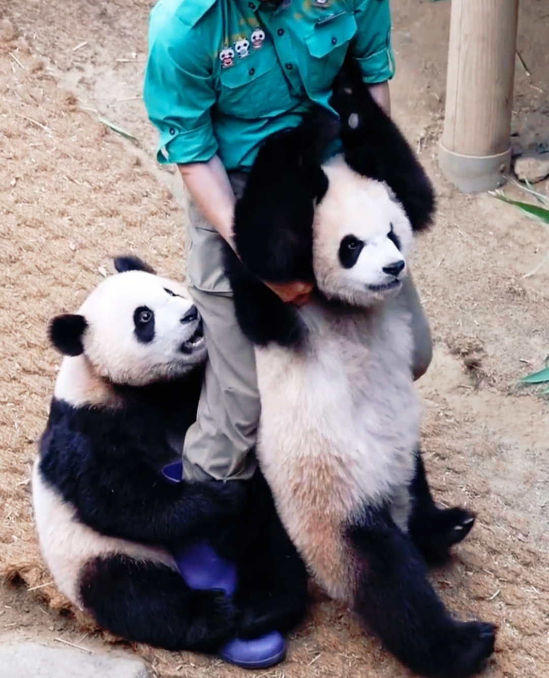 今天在熊猫公园看到饲养员与熊猫的互动玩耍,,萌力十足,个个都圆嘟嘟