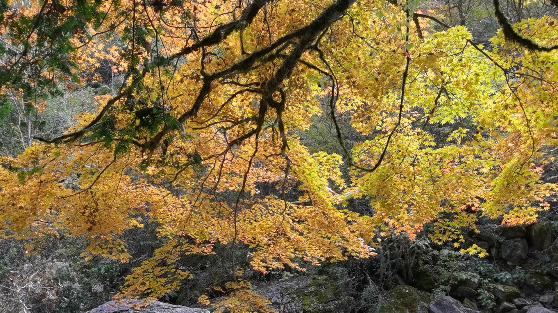 岚皋县千层河景区图片