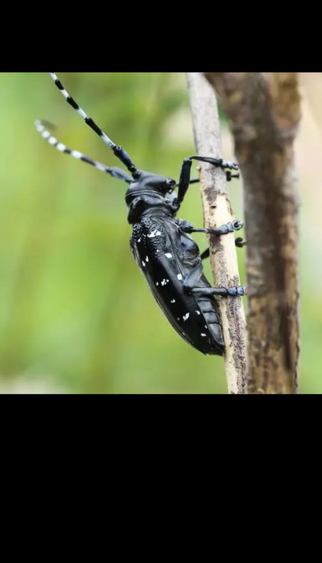 树上的虫子,有点吓人.