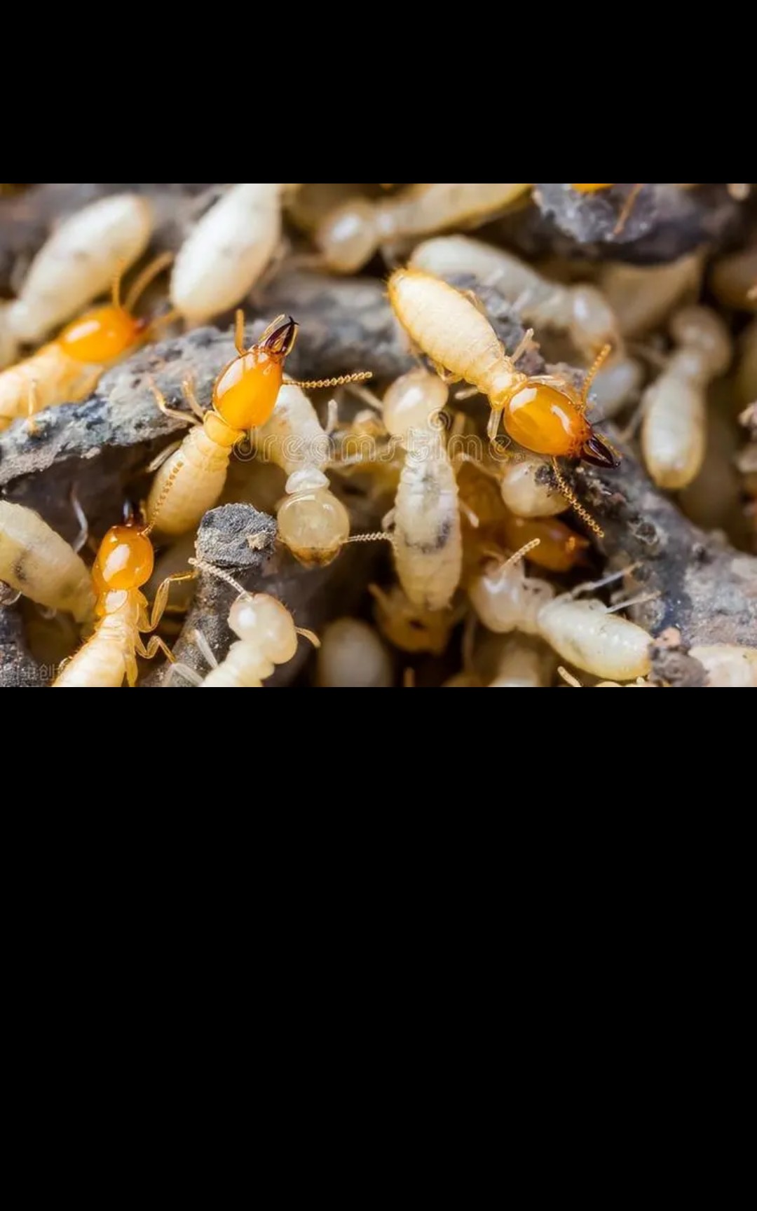 我家后面的小树林里面有一个白蚁穴,它们咬人疼吗?