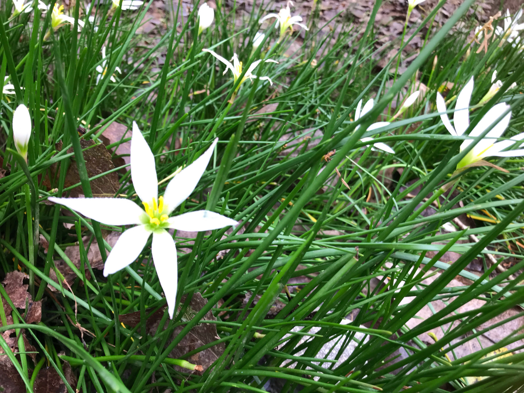 婚后为了生活,张雷在北京打拼,而阿丽留在县城里照顾一双儿女上学.